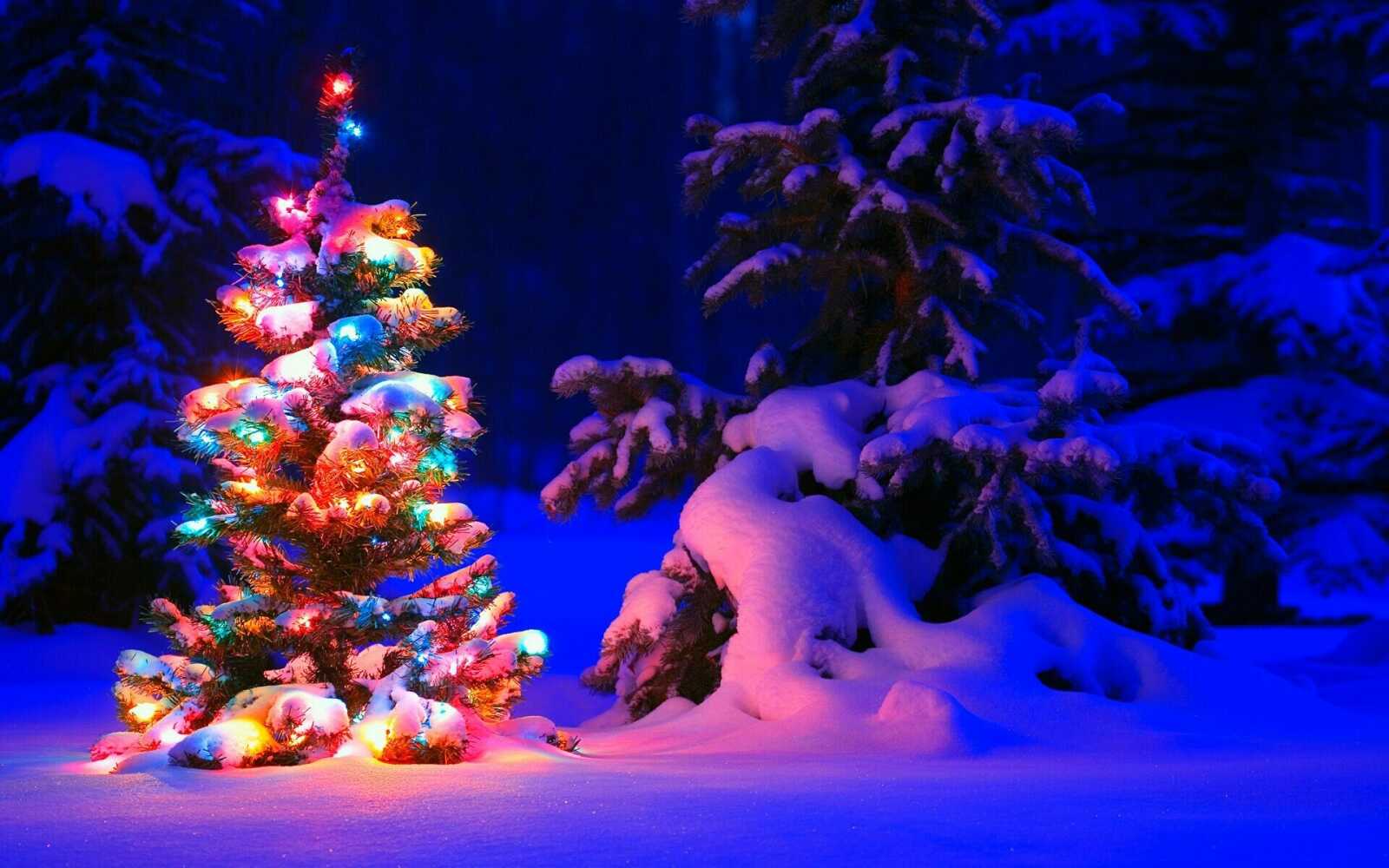 Lit Christmas Tree