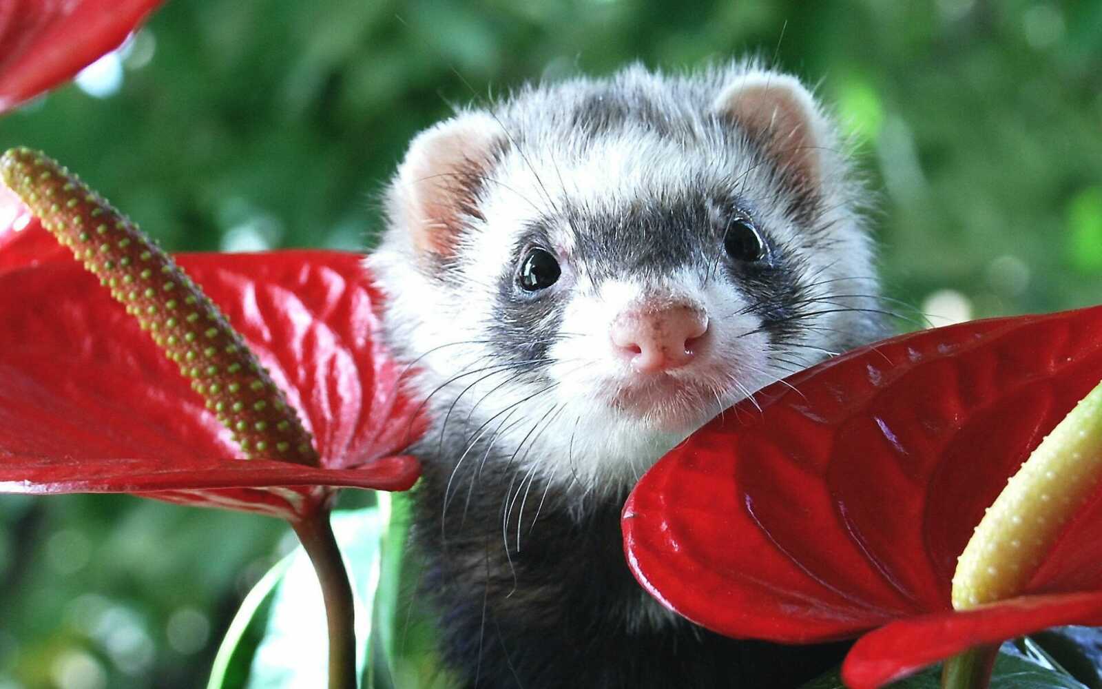 Ferret Wallpapers (34 images) - WallpaperCat
