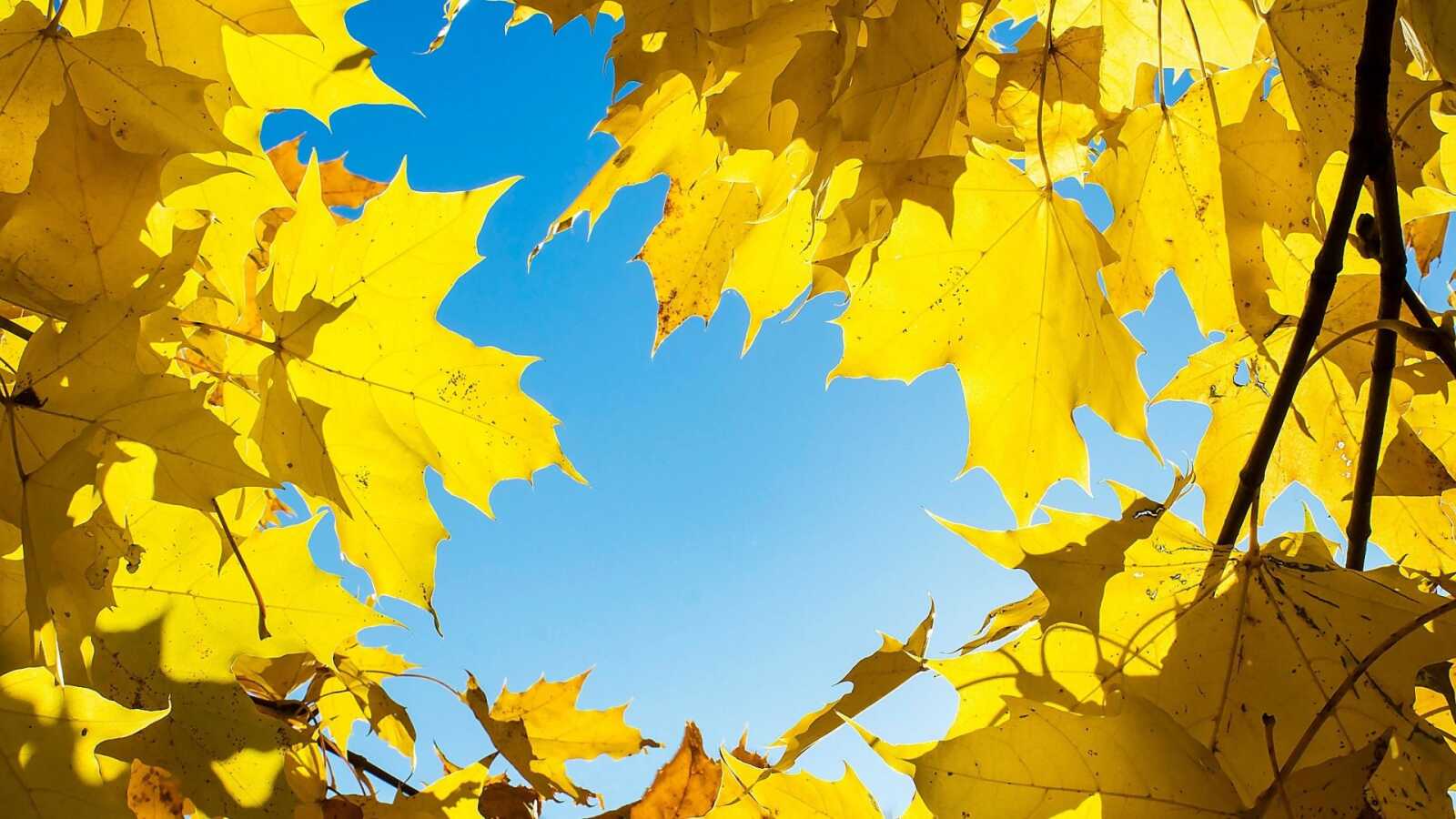 Maple Tree Wallpapers (97 images) - WallpaperCat