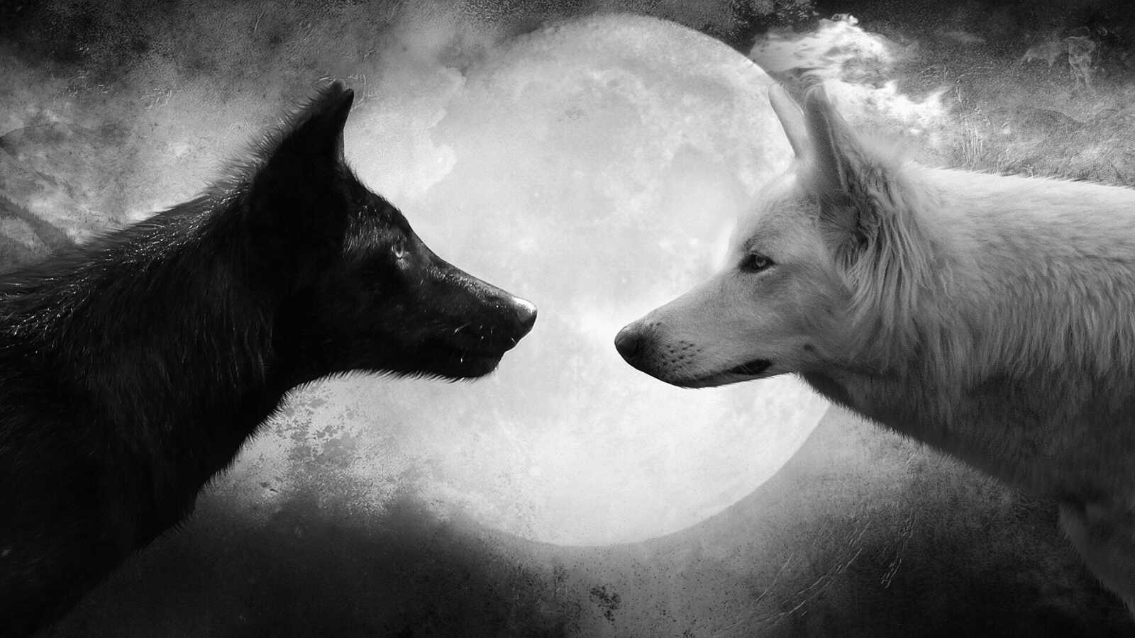 Wolf Wallpapers (122 images) - WallpaperCat