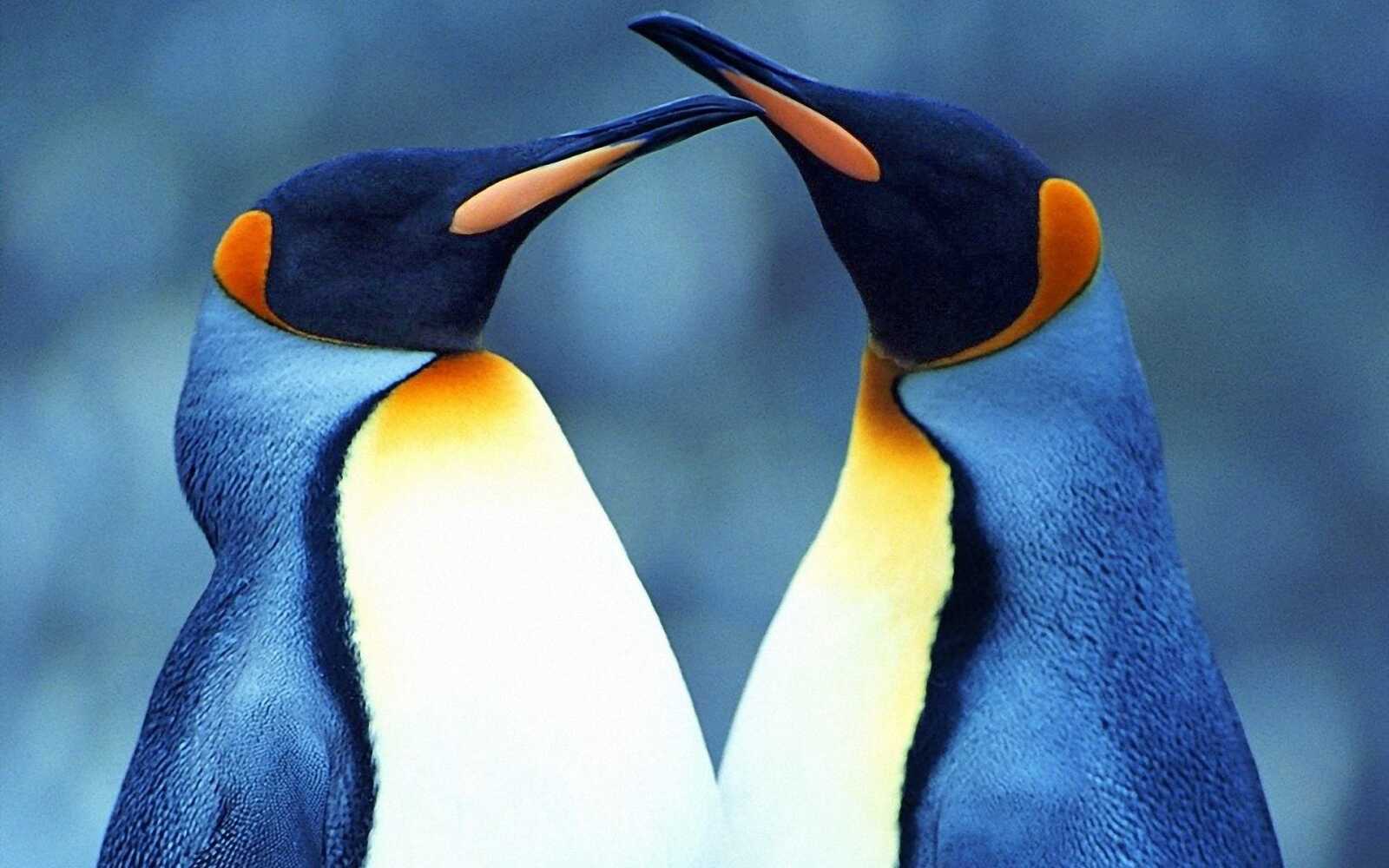 Pengu Backrounds Penguin Wallpapers (111 images) - WallpaperCat
