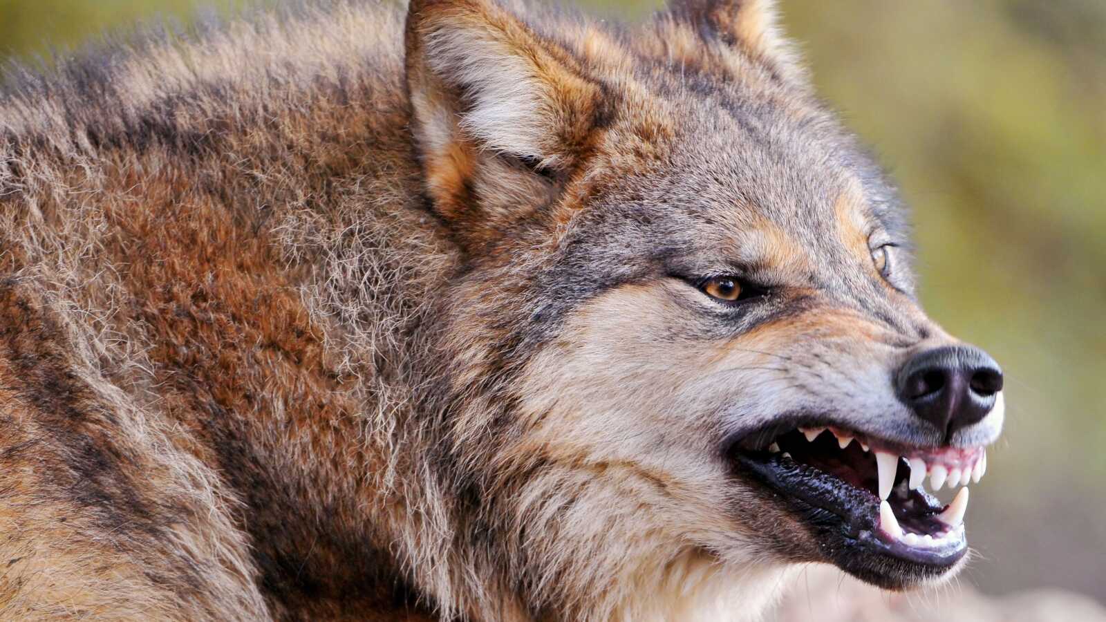 Roar