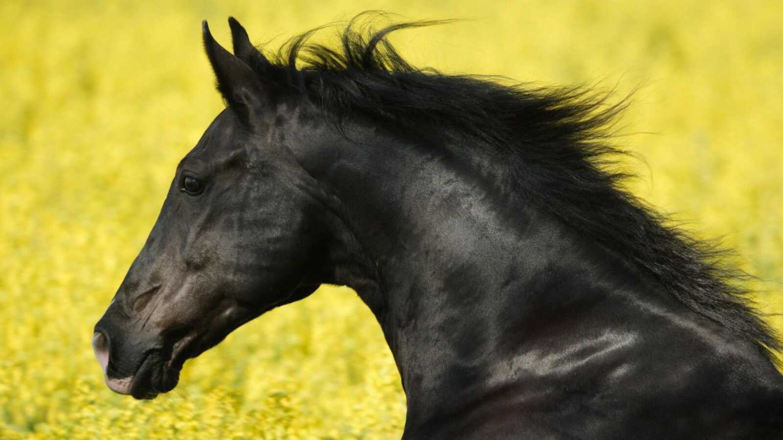 Black Friesian Horse