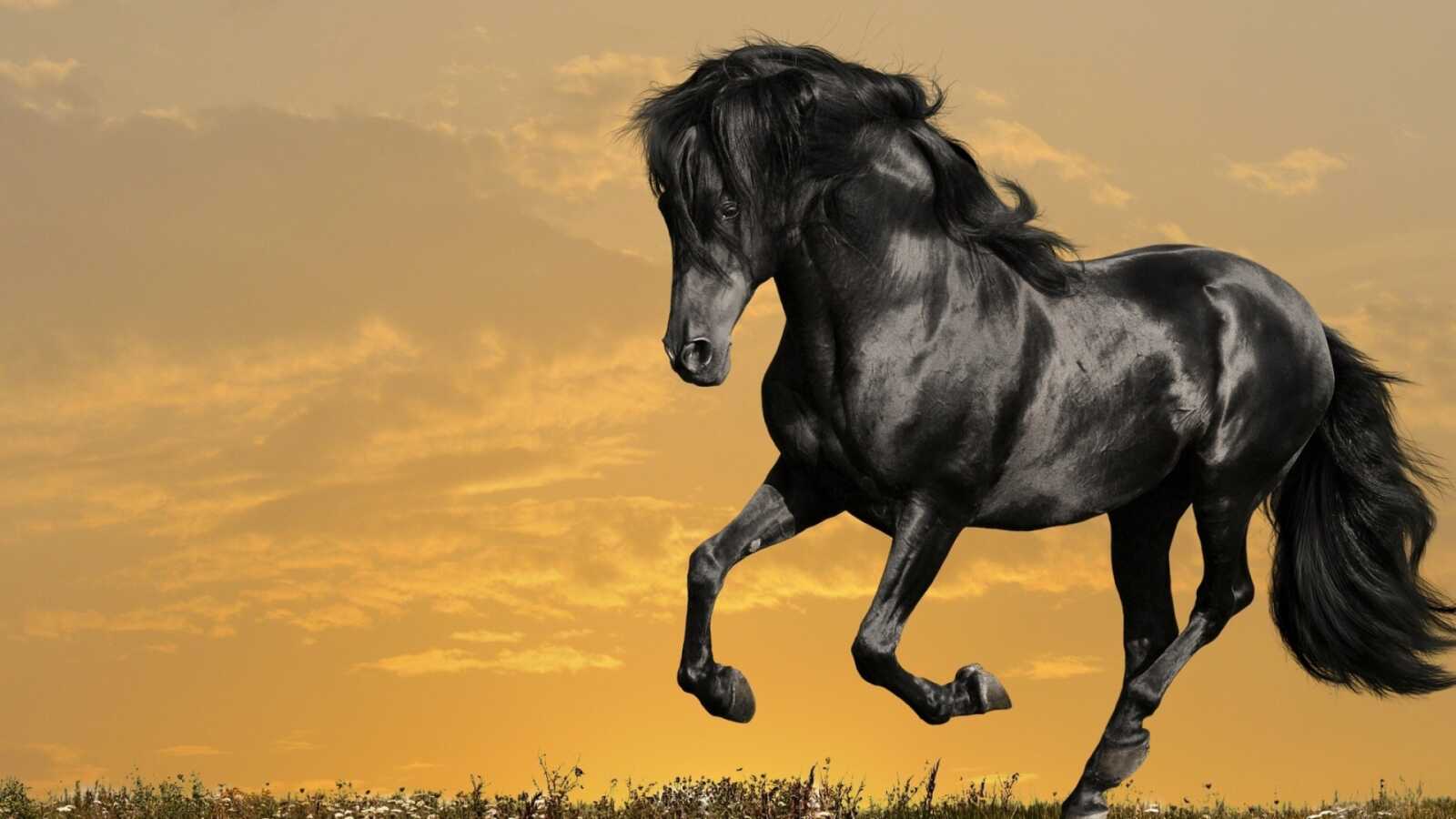 Black Stallion Galloping