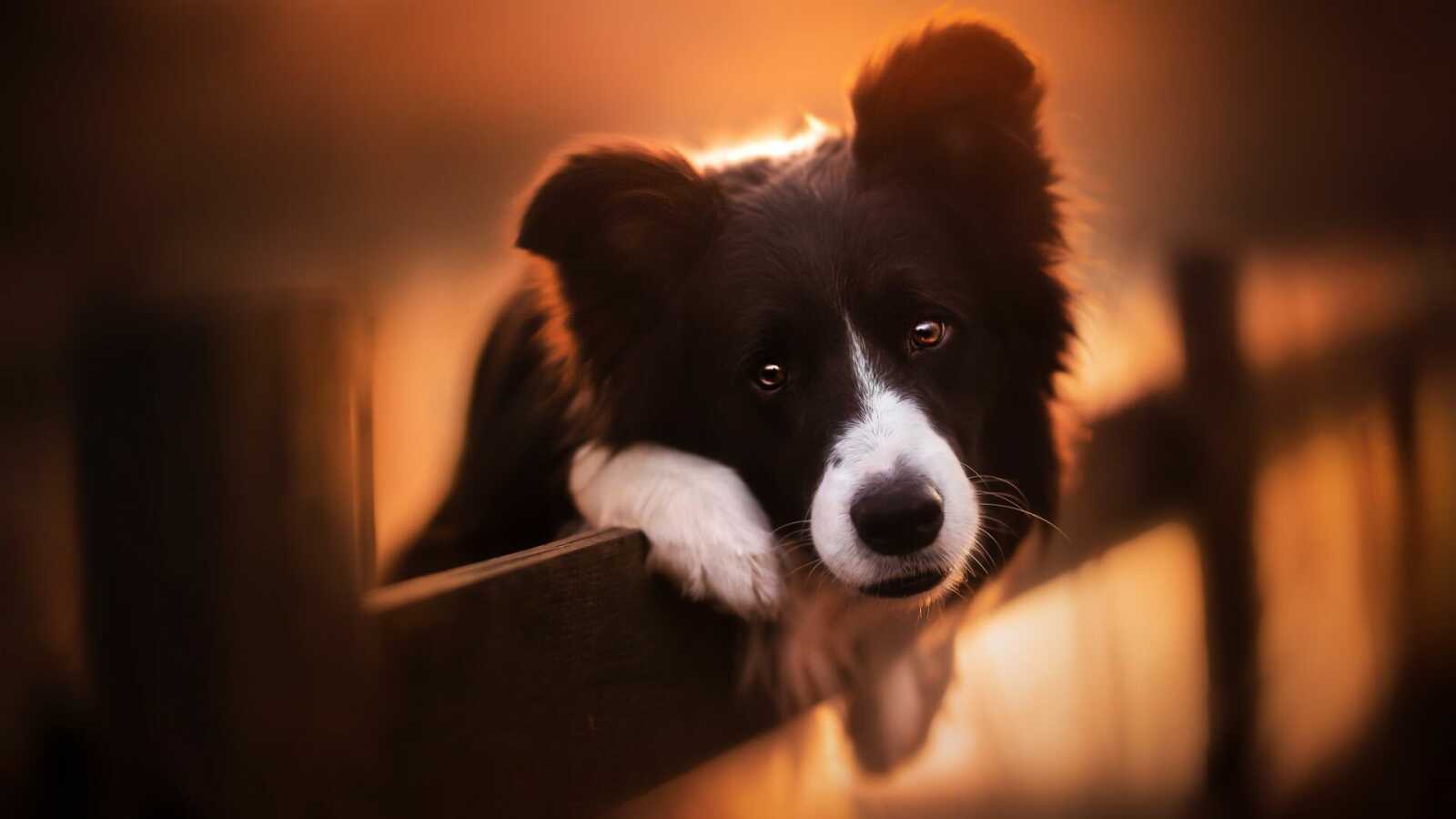 Border Collie 4K Wallpapers Collection