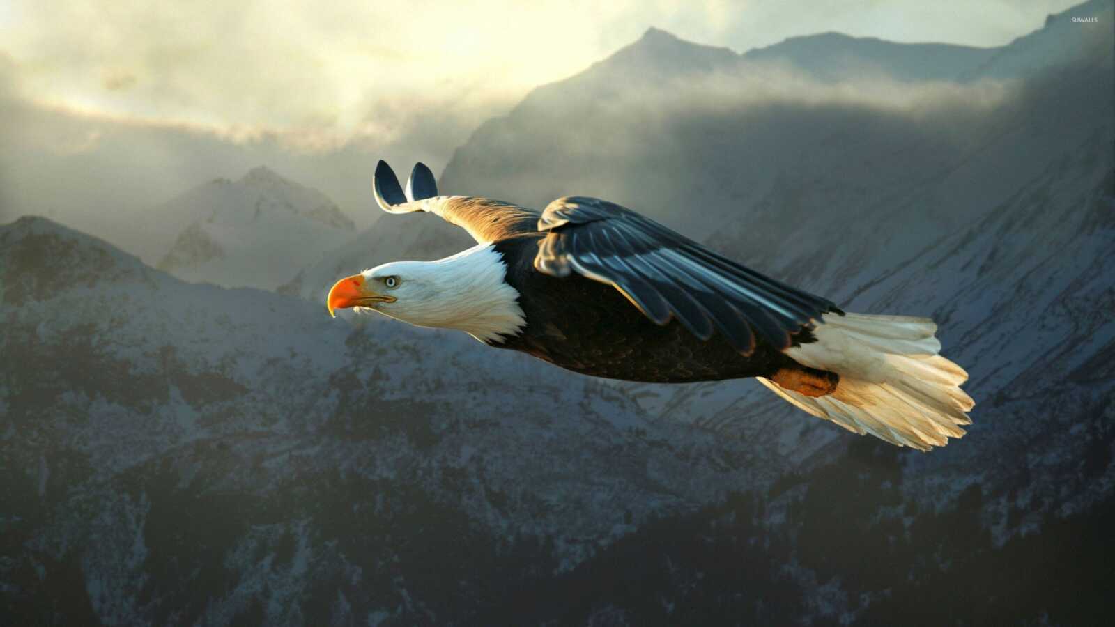 Bald Eagle In Flight
