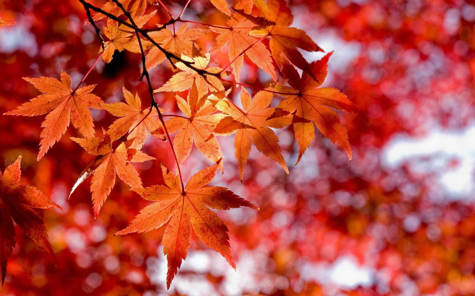 Maple Tree Simple Desktop Maple Tree Wallpapers (97 images) - WallpaperCat