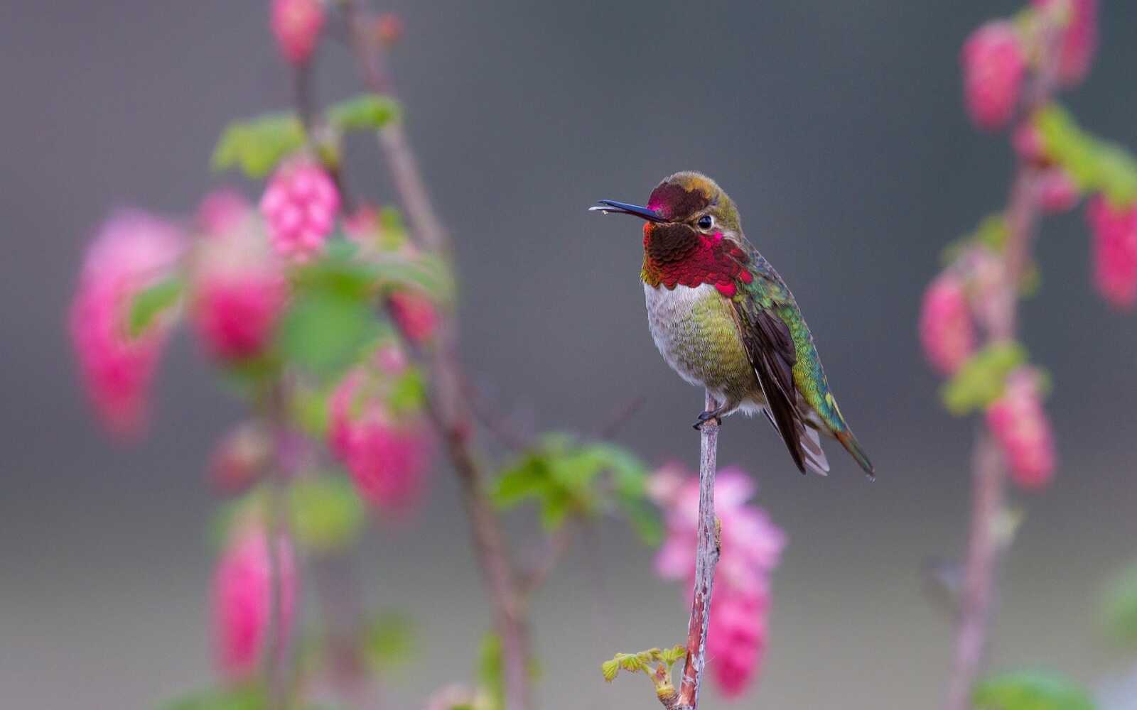Hummingbird Wallpapers (51 images) - WallpaperCat