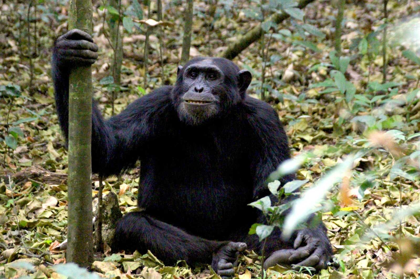 Chimpanzee Wallpapers (48 images) - WallpaperCat