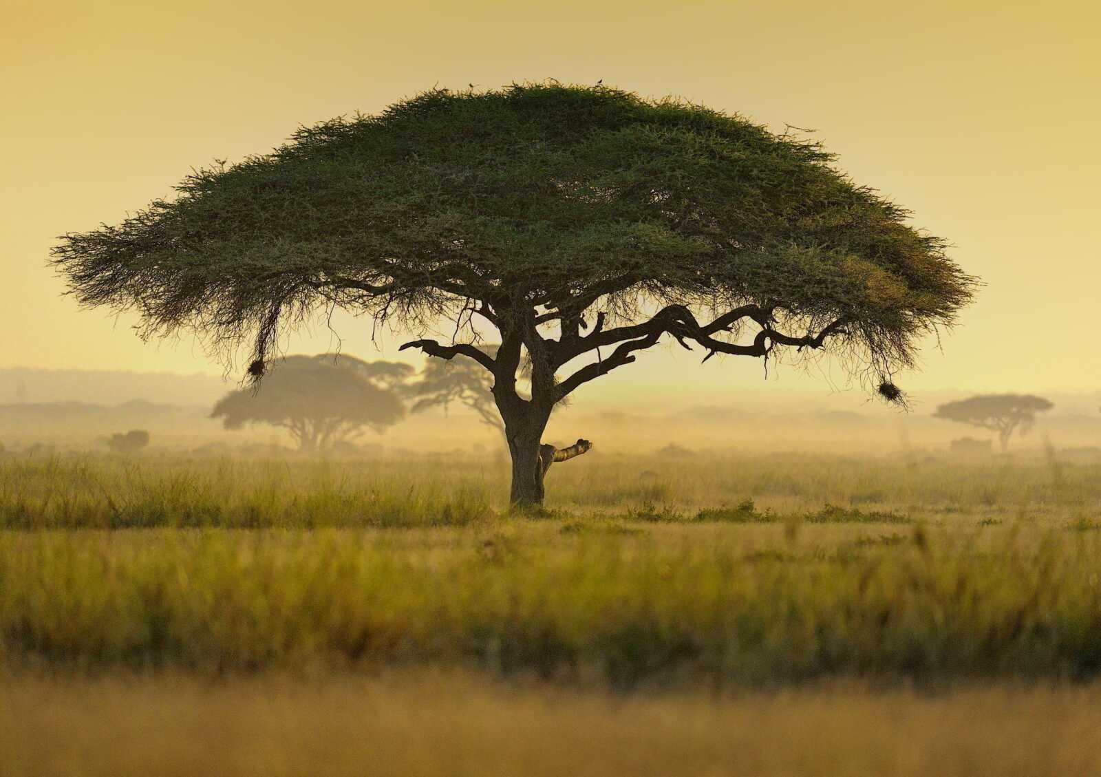 Acacia Tree Wallpapers (55 images) - WallpaperCat