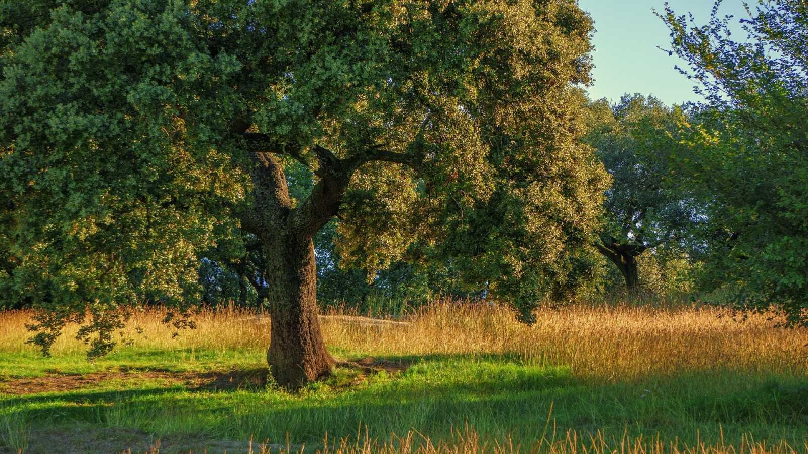 Oak Tree Wallpapers (58 images) - WallpaperCat