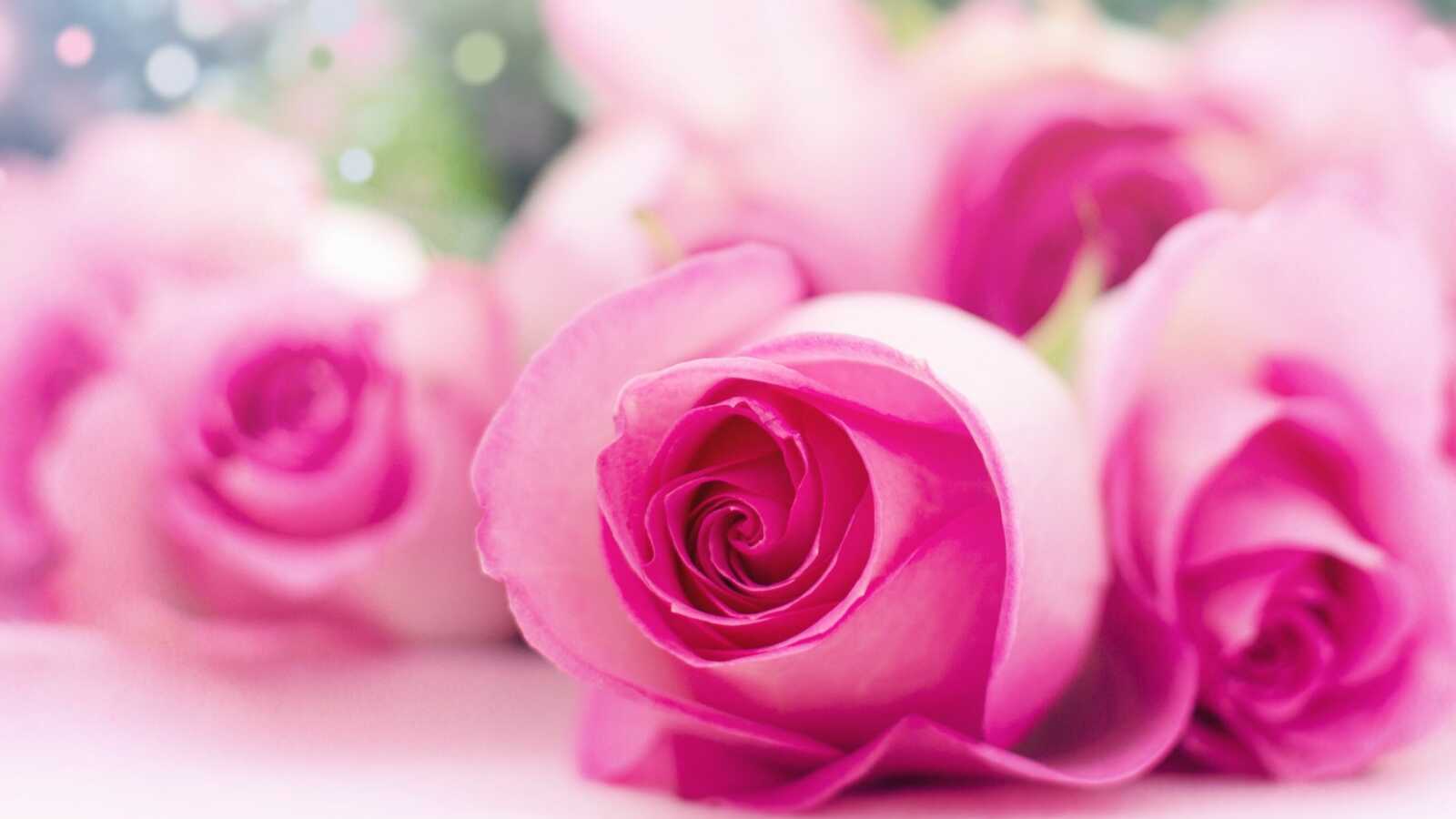 Rose Wallpapers (40 images) - WallpaperCat