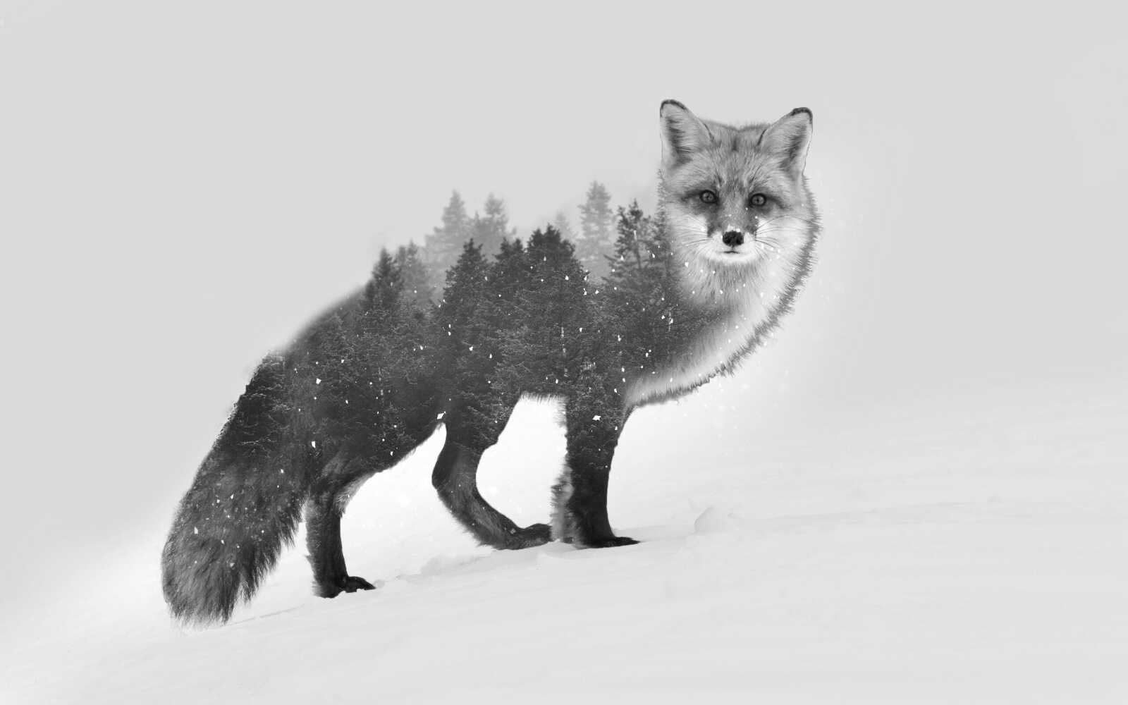 Spectacular Fox Bounces Back With Top-20 Finish Scene for Your Screen Spectacular Fox Bounces Back With Top-20 Finish Scene for Your Screen