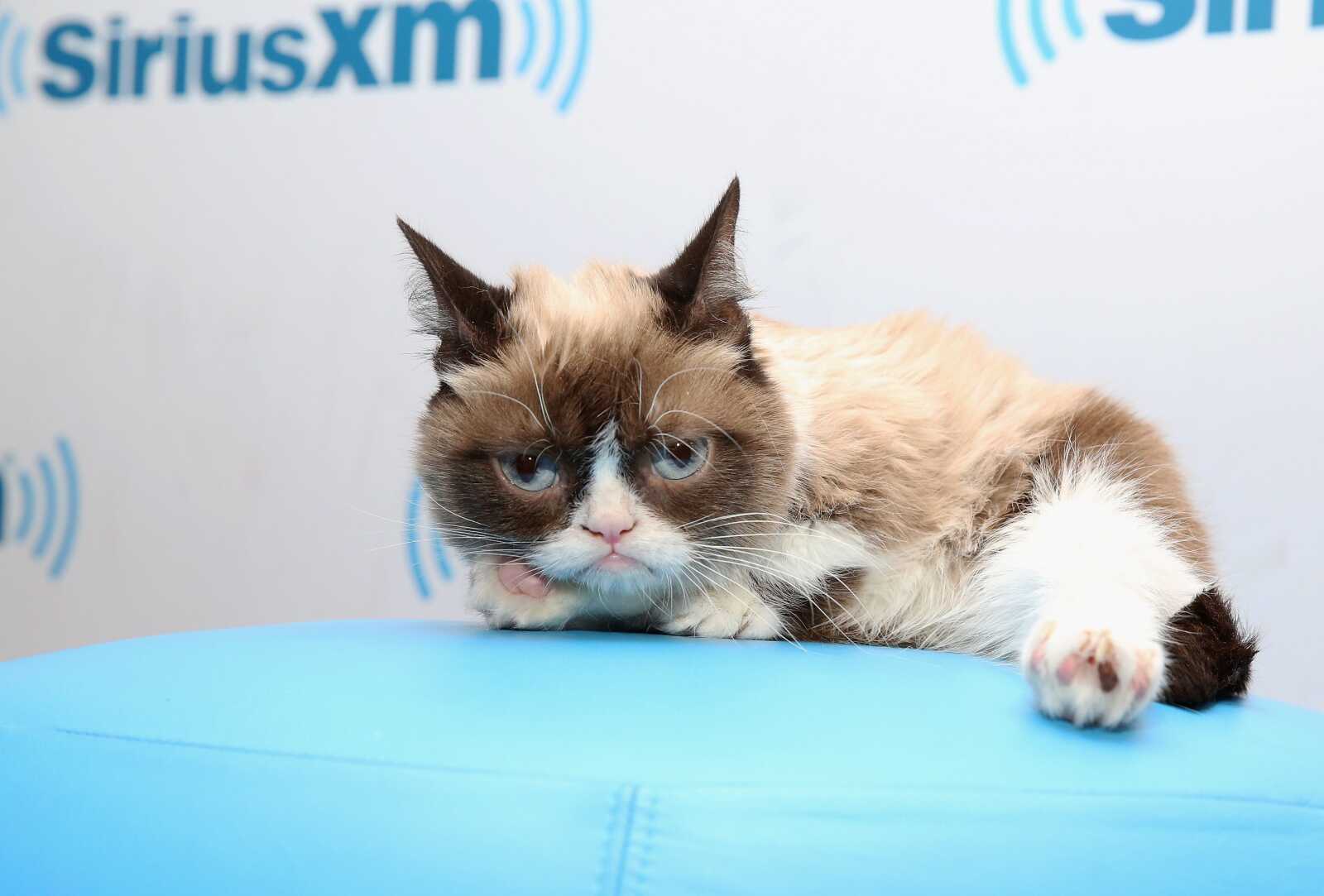Grumpy Cat Wallpapers (23 images) - WallpaperCat