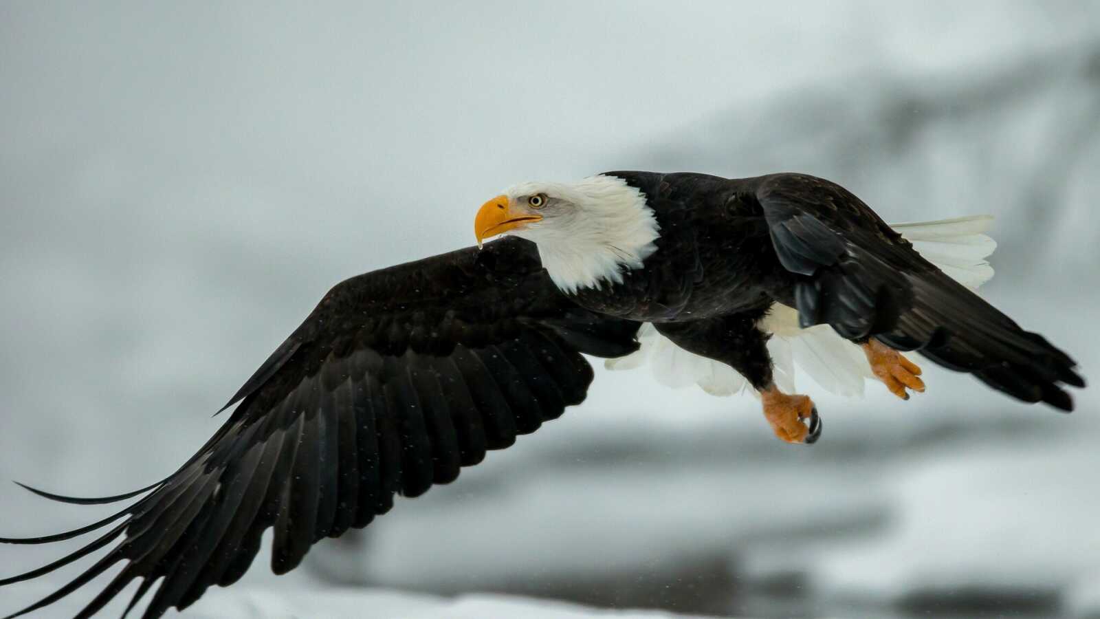 Bald Eagle In Flight
