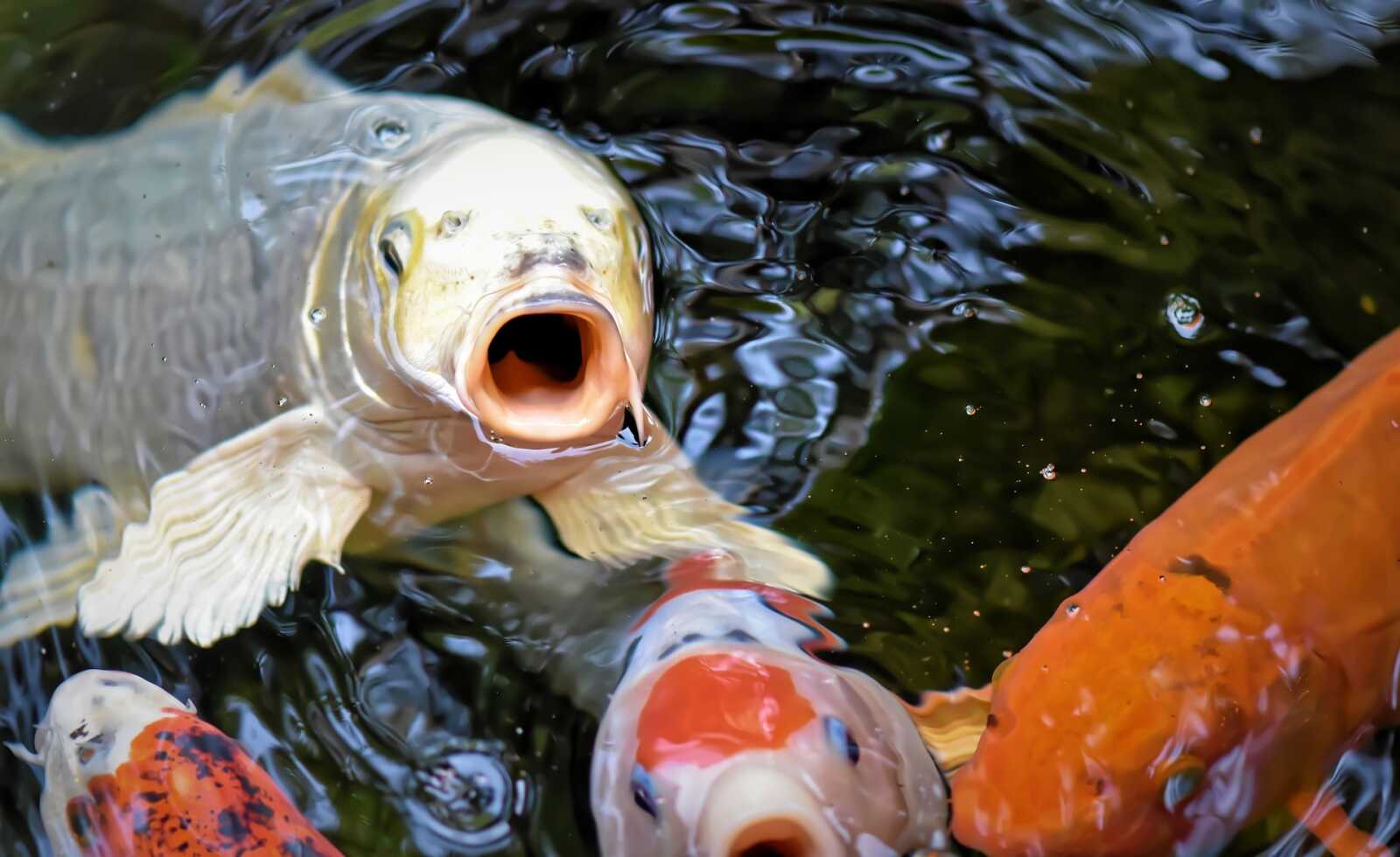 Koi Wallpapers (26 images) - WallpaperCat