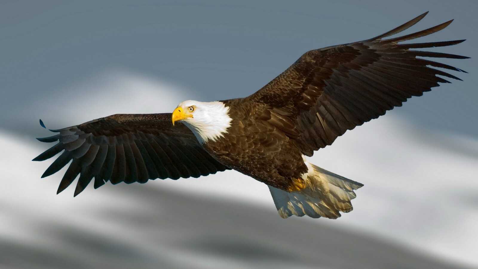 Bald Eagle Soaring