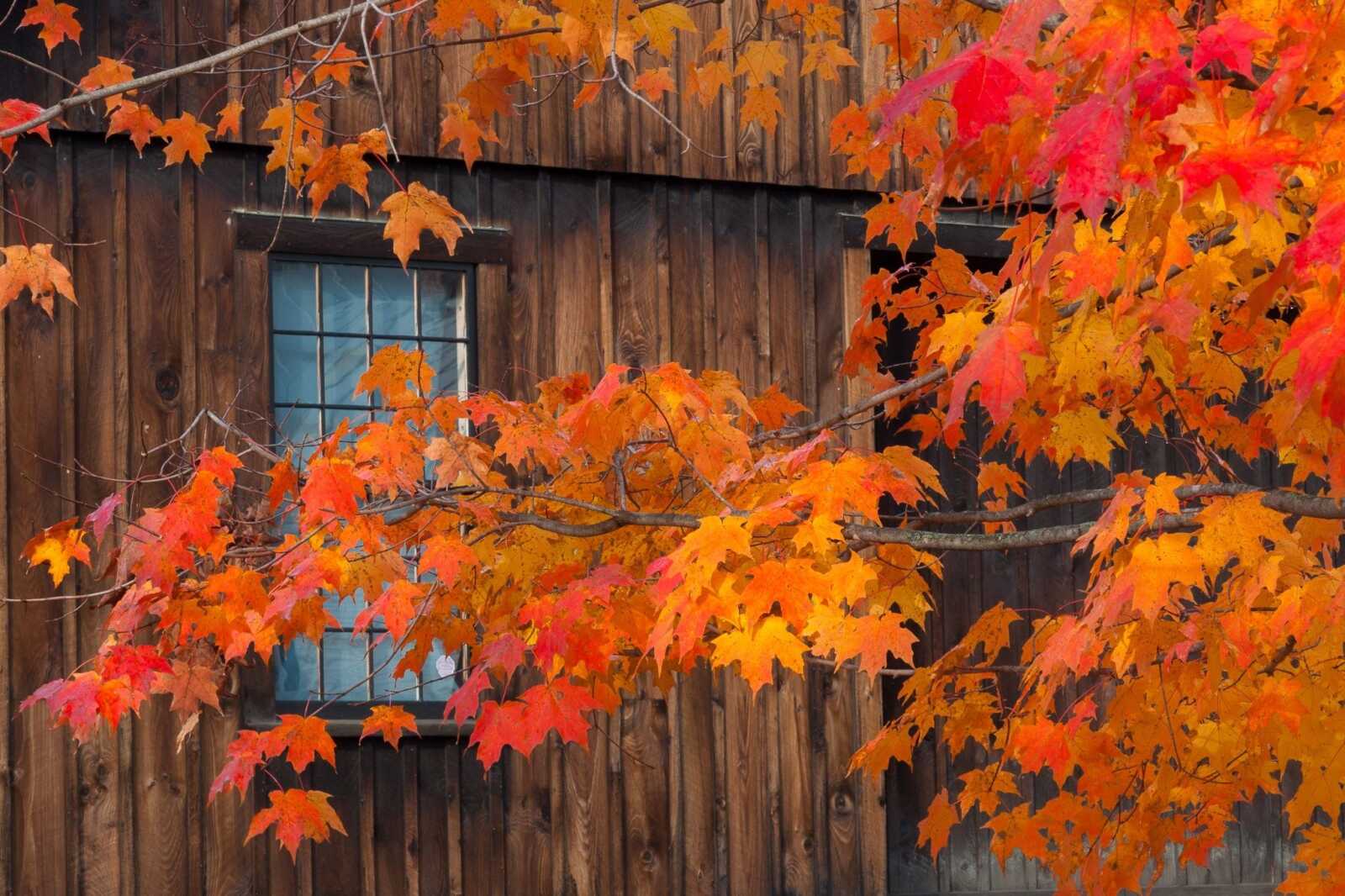 Maple Tree Wallpapers (97 images) - WallpaperCat