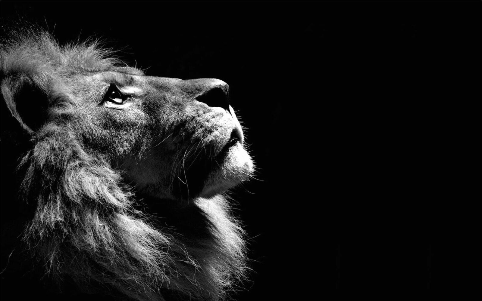 Lion Profile Portrait