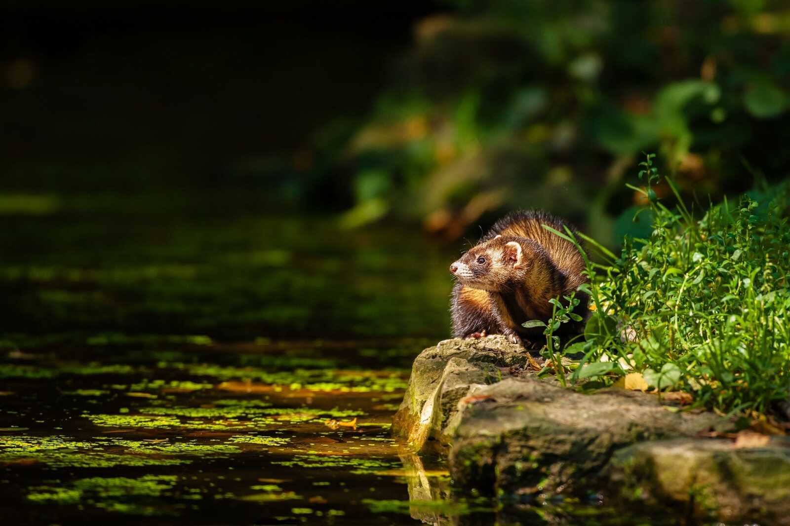 Ferret Wallpapers (34 images) - WallpaperCat