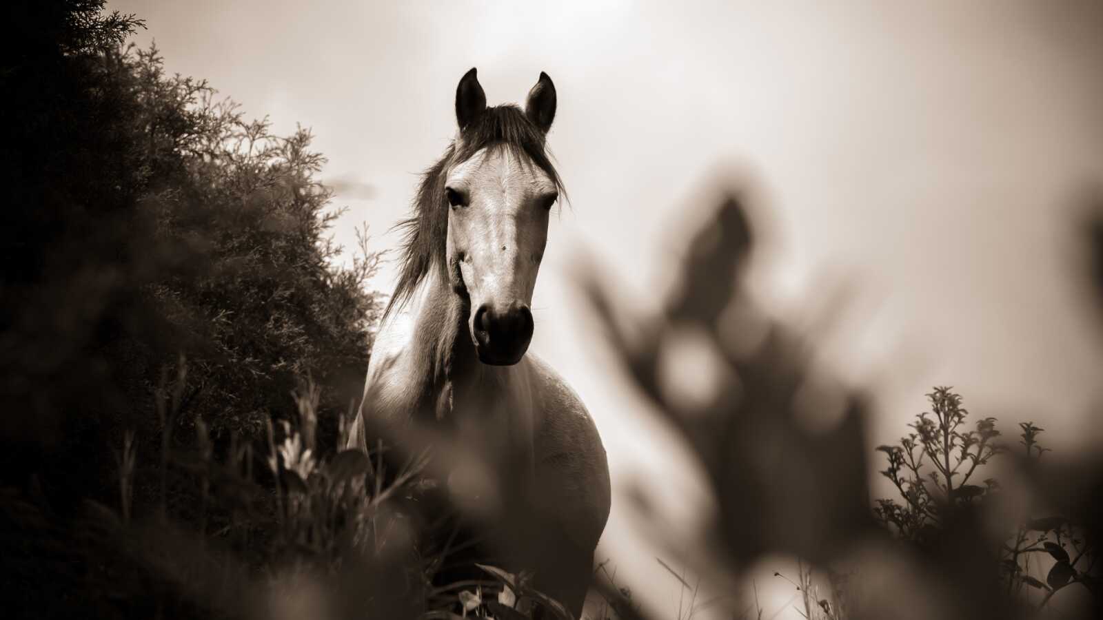 Grey Arabian Horse