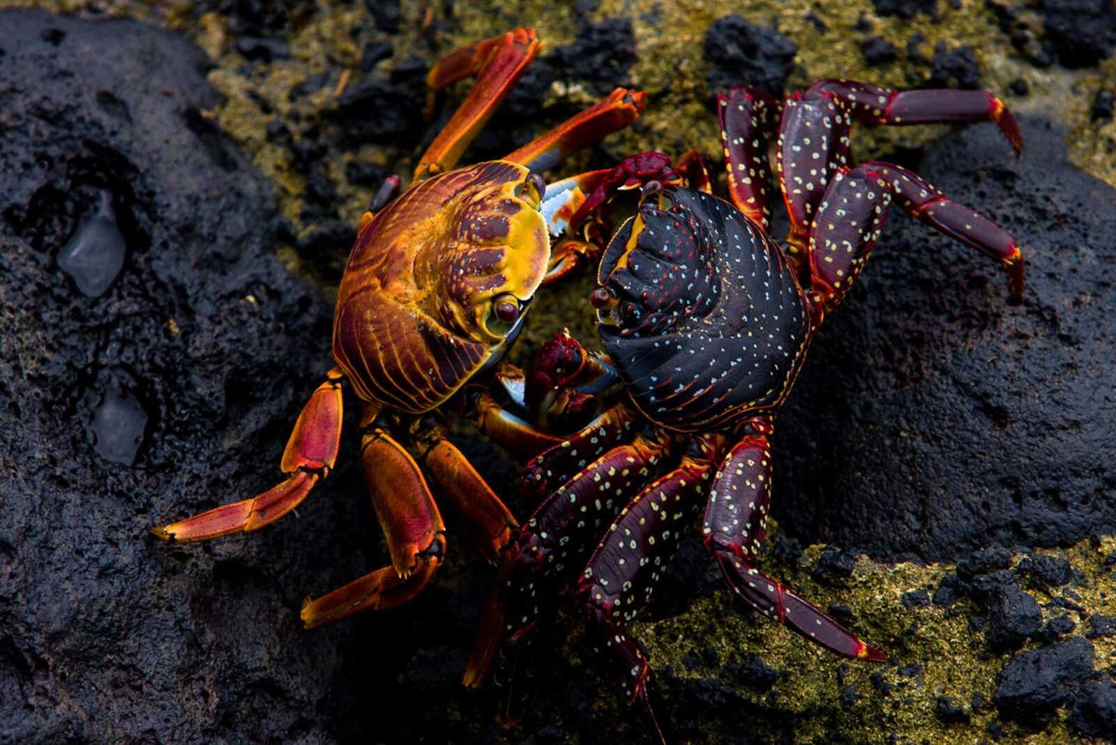 Crab Wallpapers (49 images) - WallpaperCat