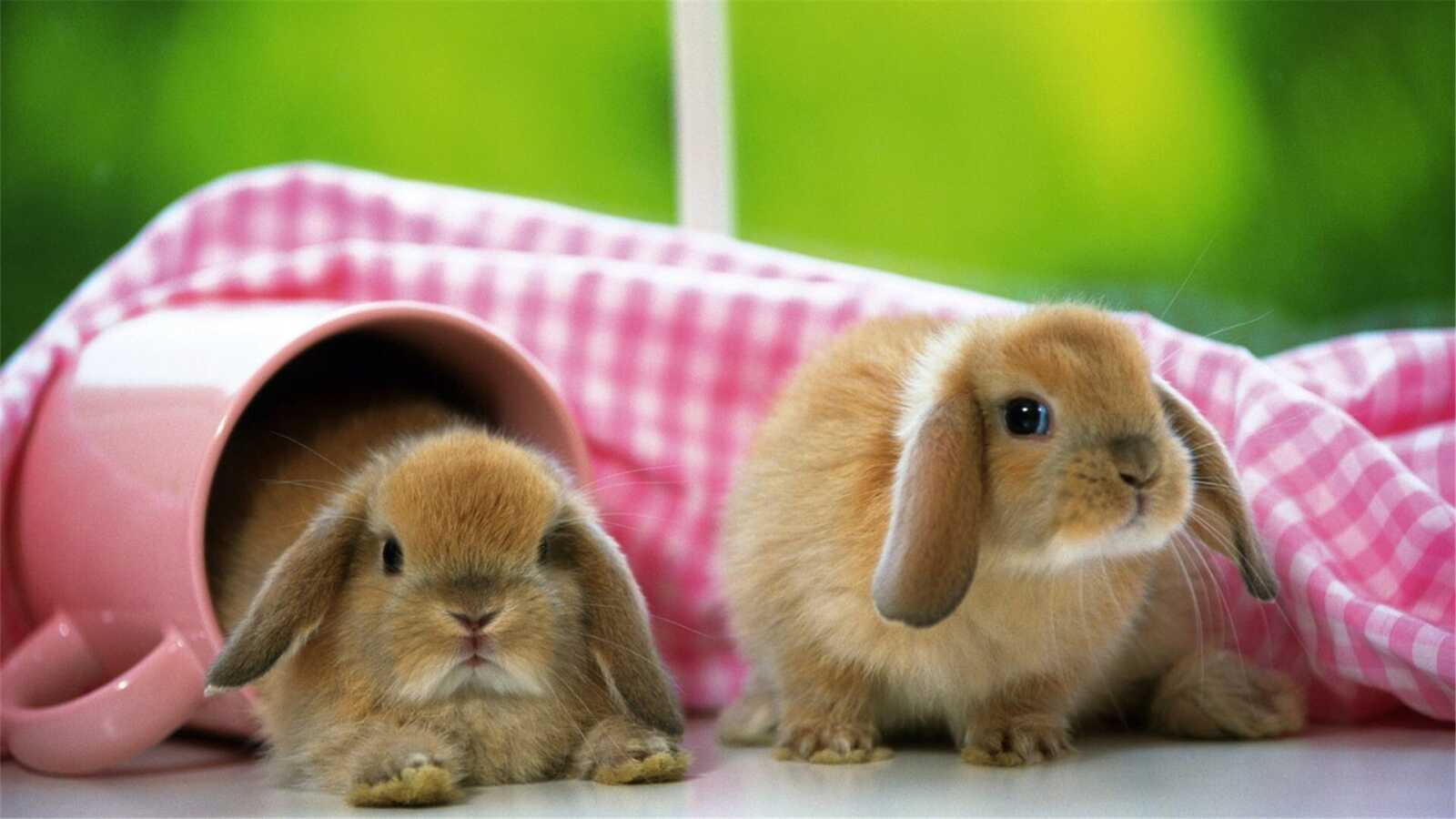 Rabbit Wallpapers (64 images) - WallpaperCat