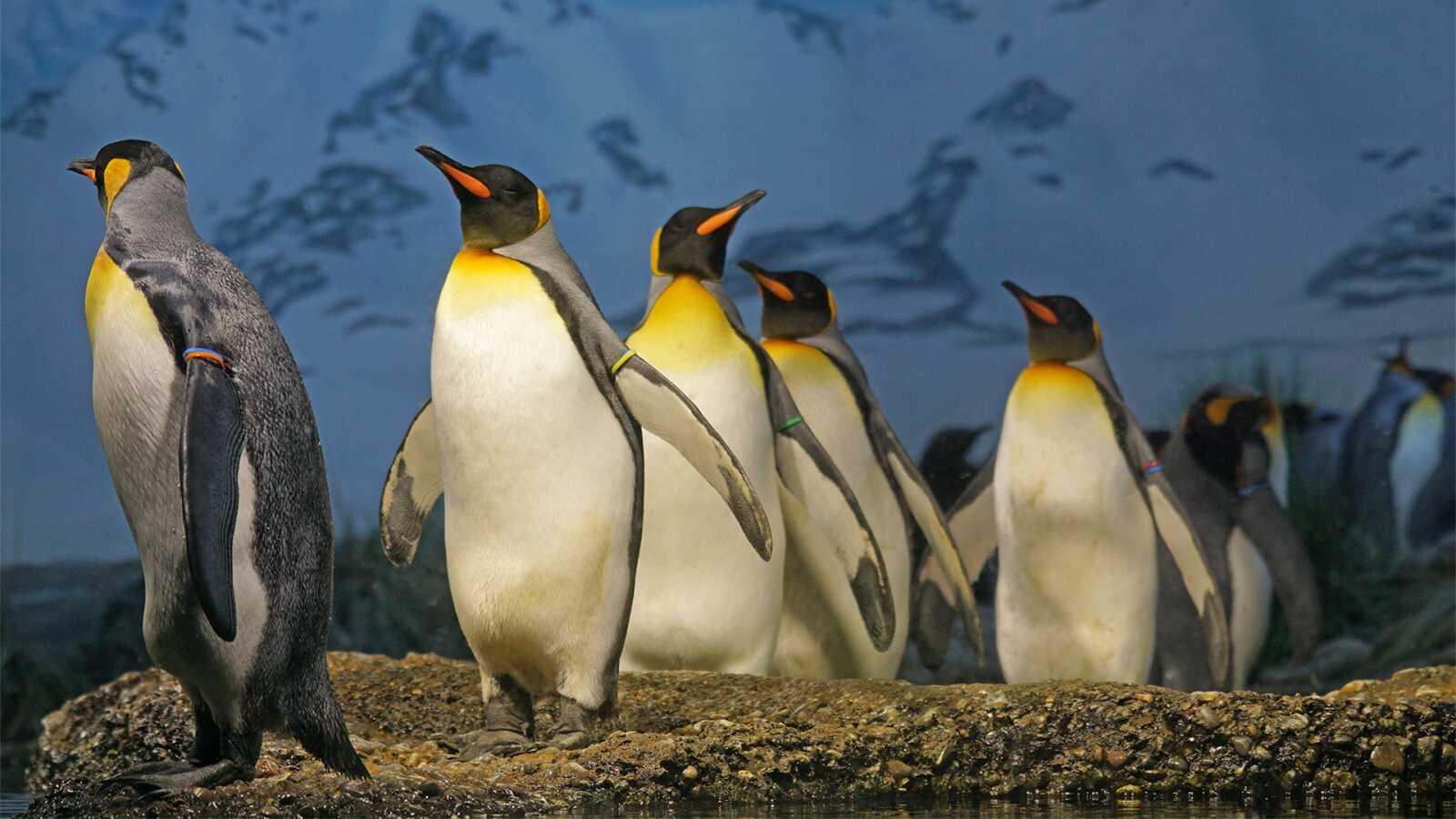Pengu Backrounds Penguin Wallpapers (111 images) - WallpaperCat