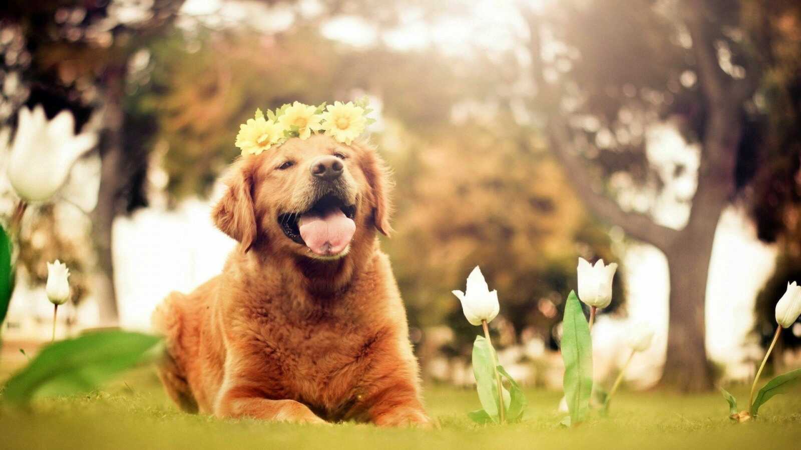 Dog Wallpapers 129 Images WallpaperCat Dog Wallpapers 129 Images WallpaperCat