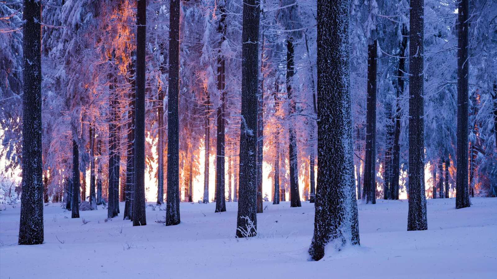 Winter Forest