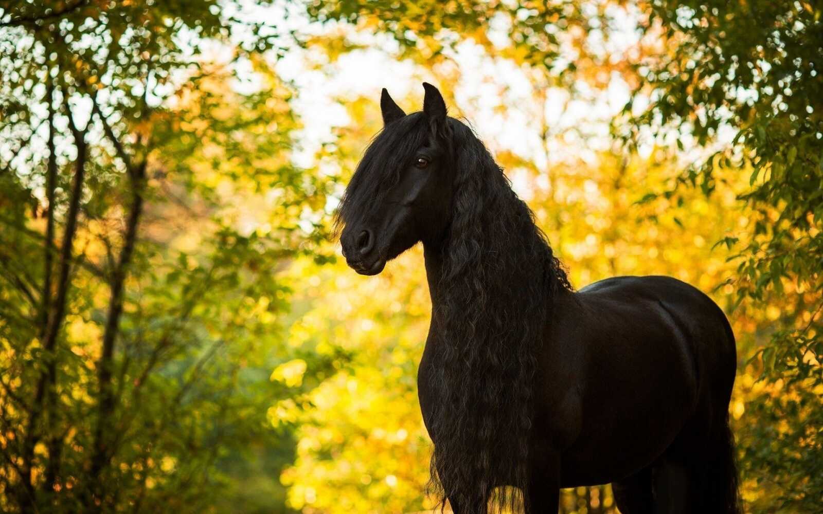 Black Friesian Horse