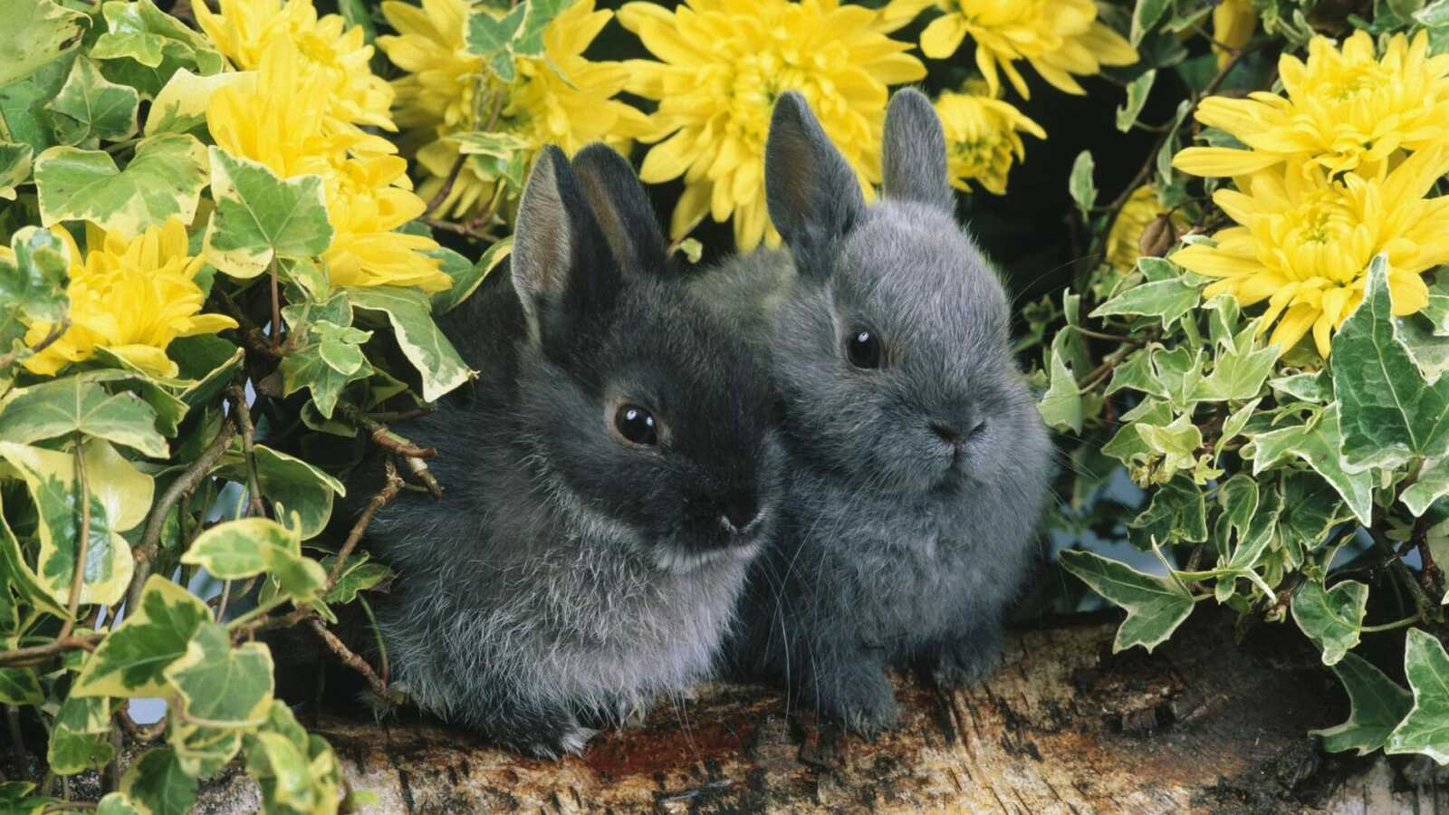 Rabbit Wallpapers (64 images) - WallpaperCat