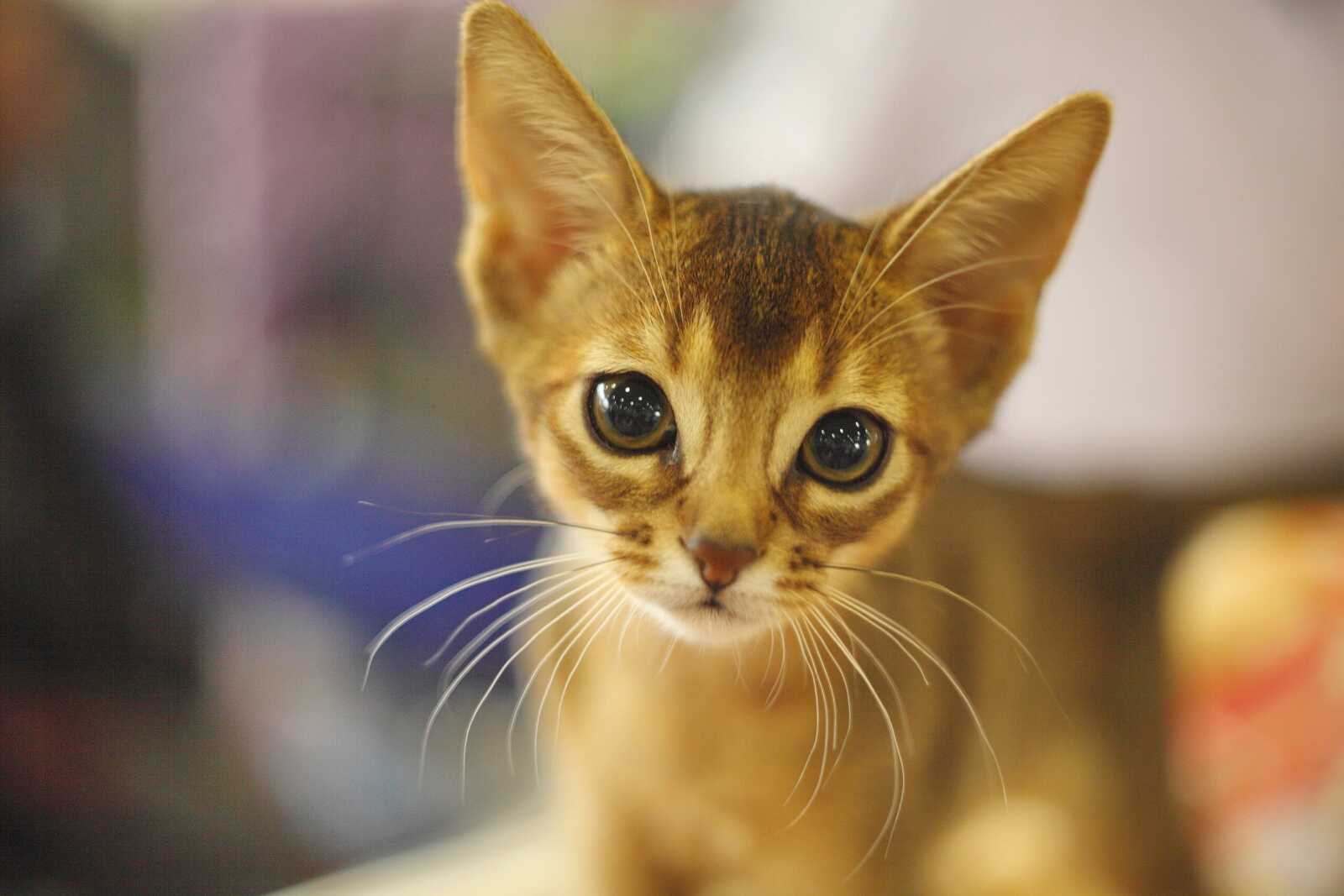 Abyssinian Wallpapers (12 images) - WallpaperCat