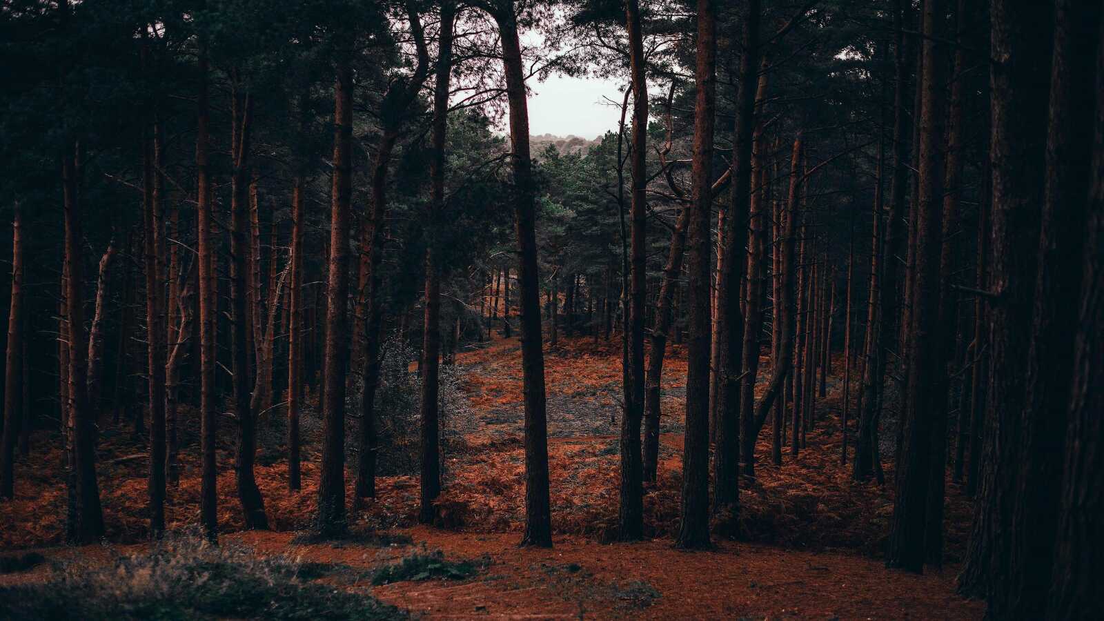 Pine Tree Wallpapers (80 images) - WallpaperCat