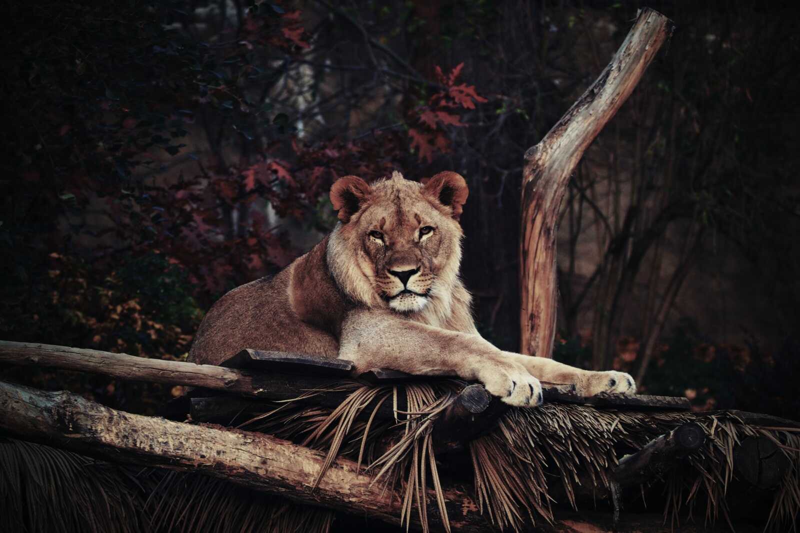 Zoo
