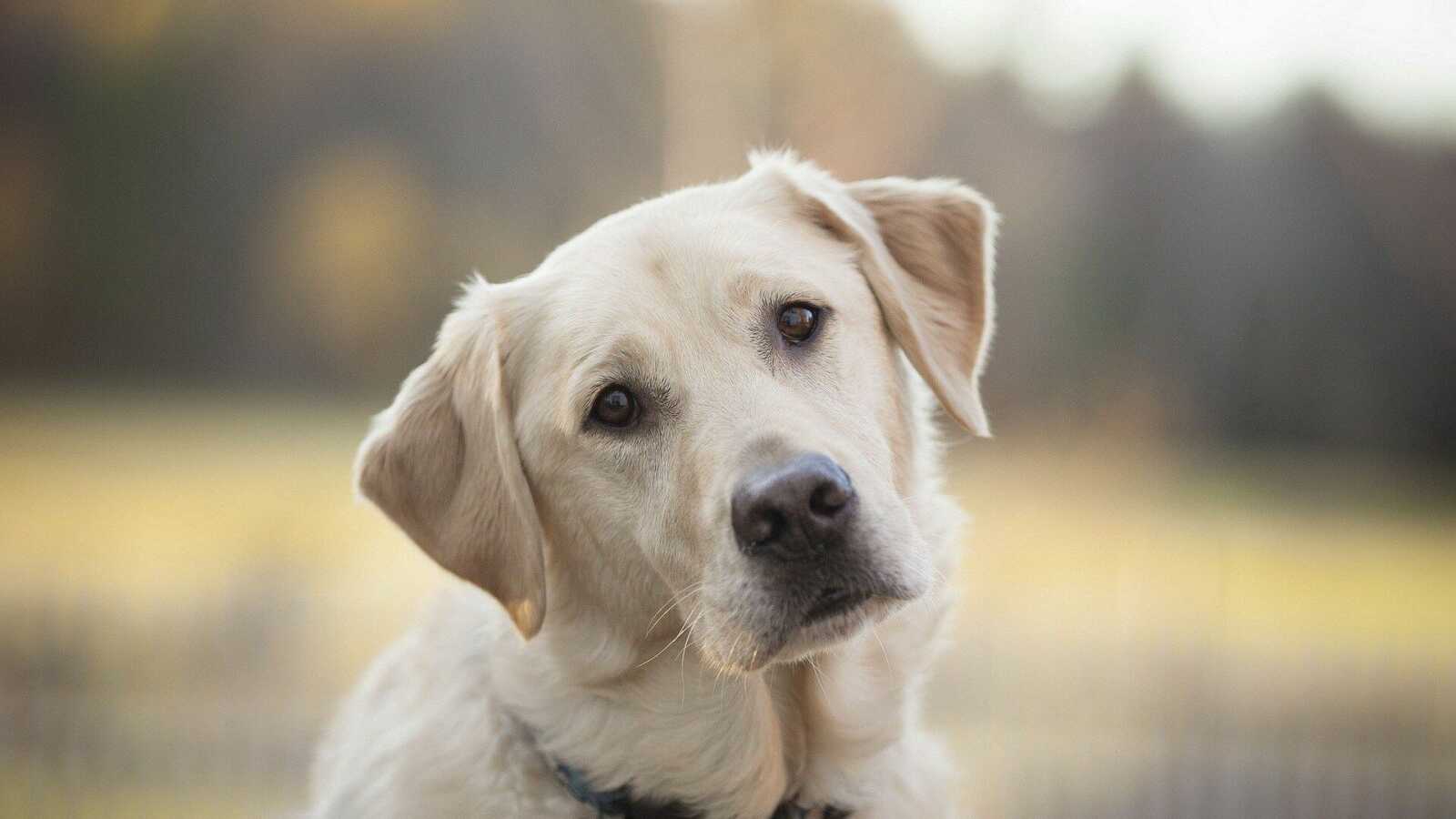 Labrador Wallpapers (42 images) - WallpaperCat