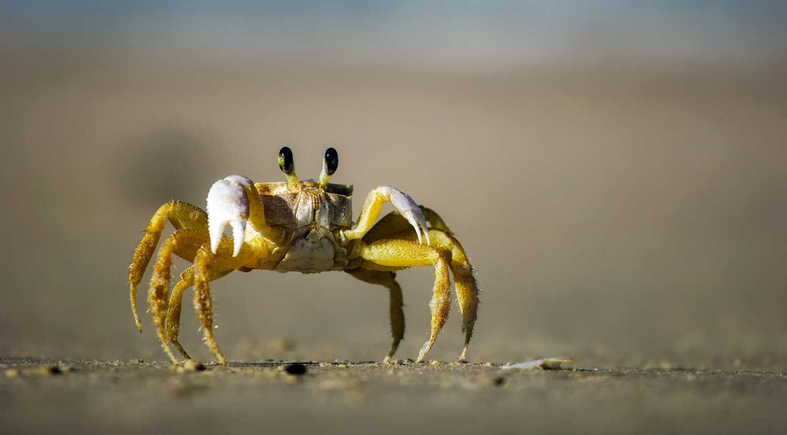 Crab Wallpapers (49 images) - WallpaperCat
