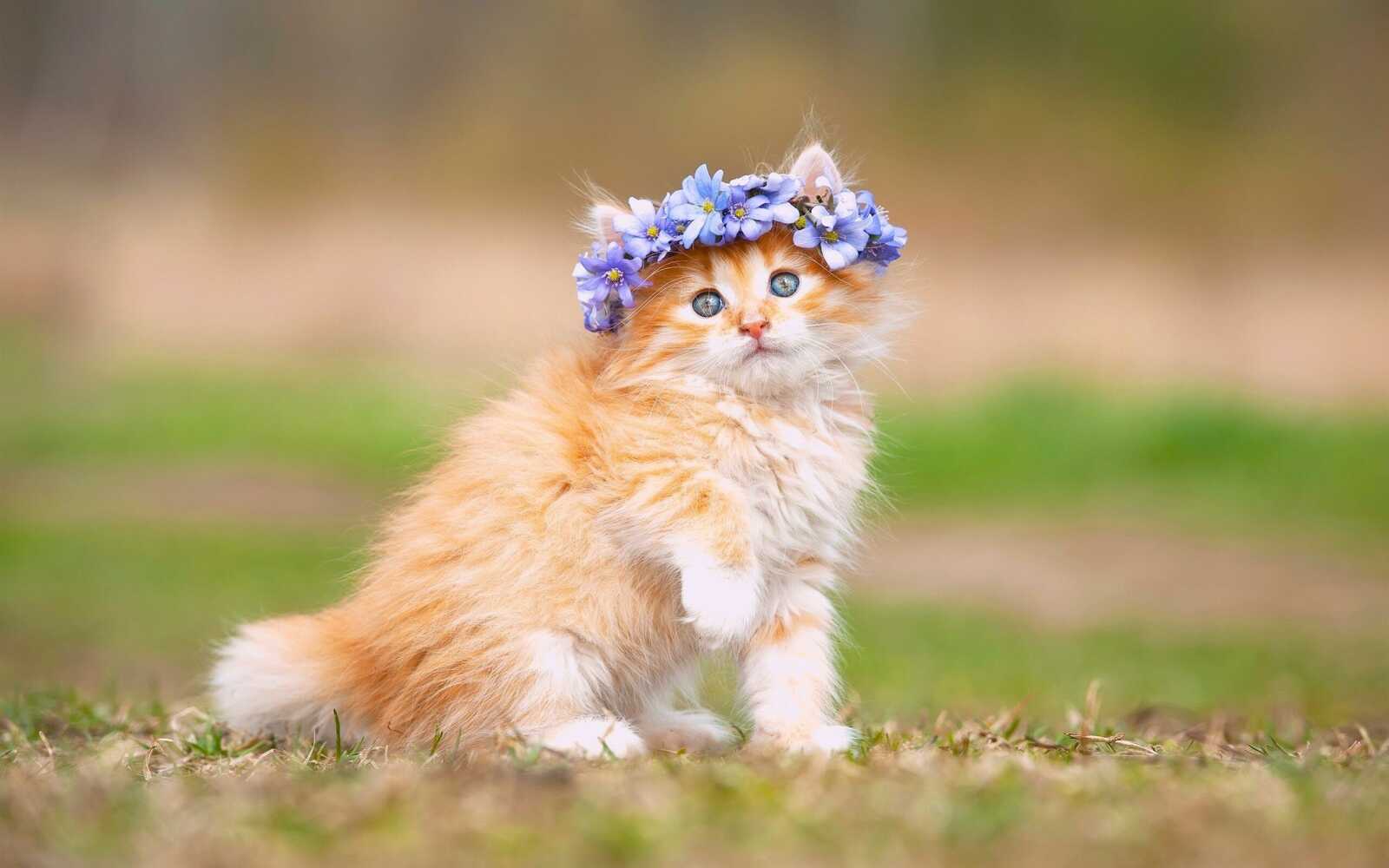 Ginger Longhair Kitten