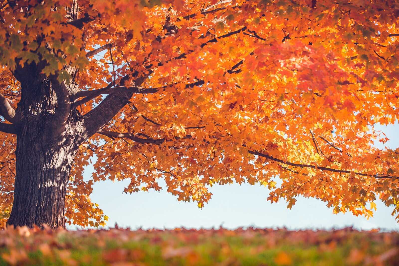 Maple Tree Simple Desktop Maple Tree Wallpapers (97 images) - WallpaperCat