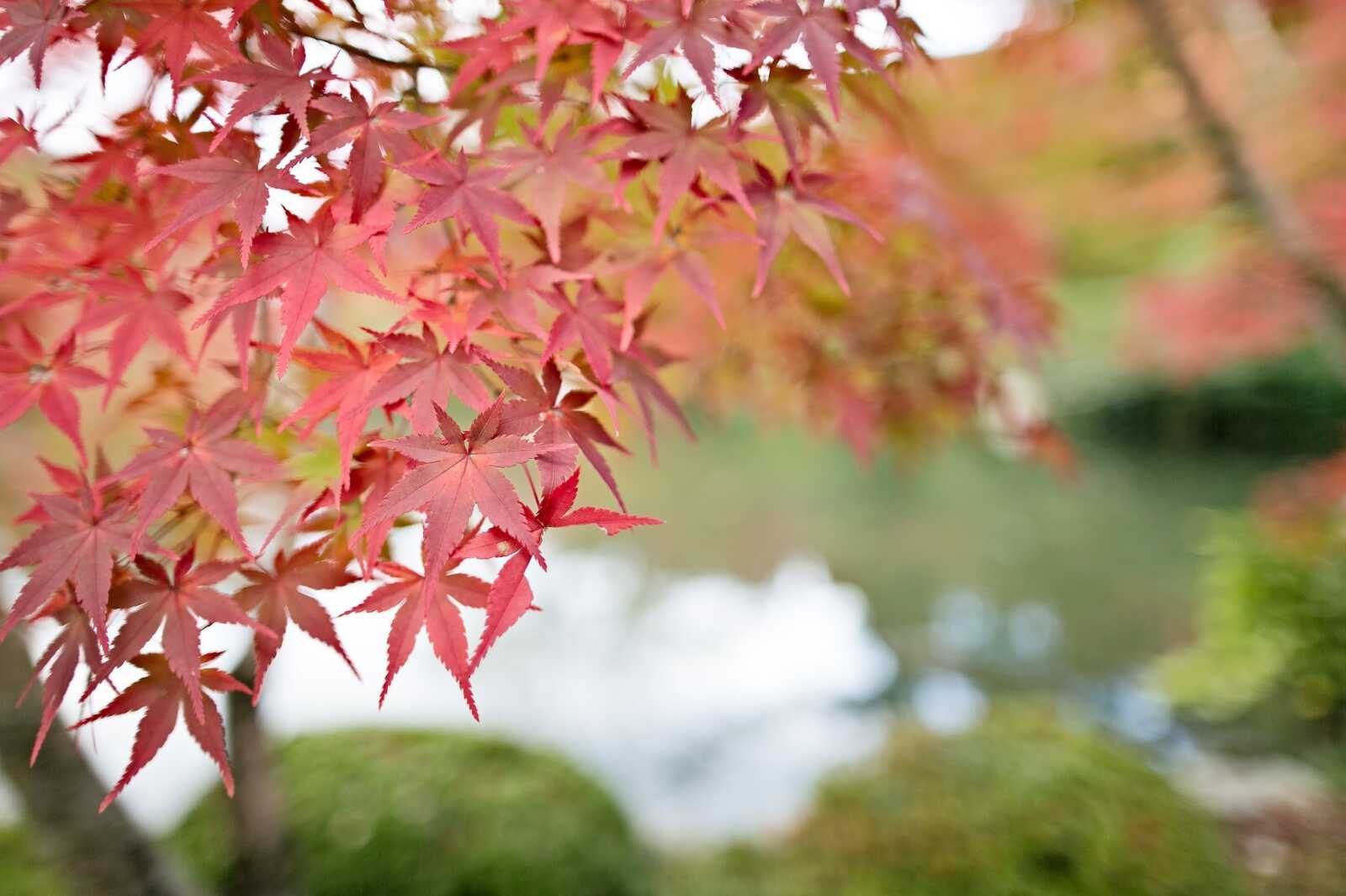 Maple Tree Simple Desktop Maple Tree Wallpapers (97 images) - WallpaperCat