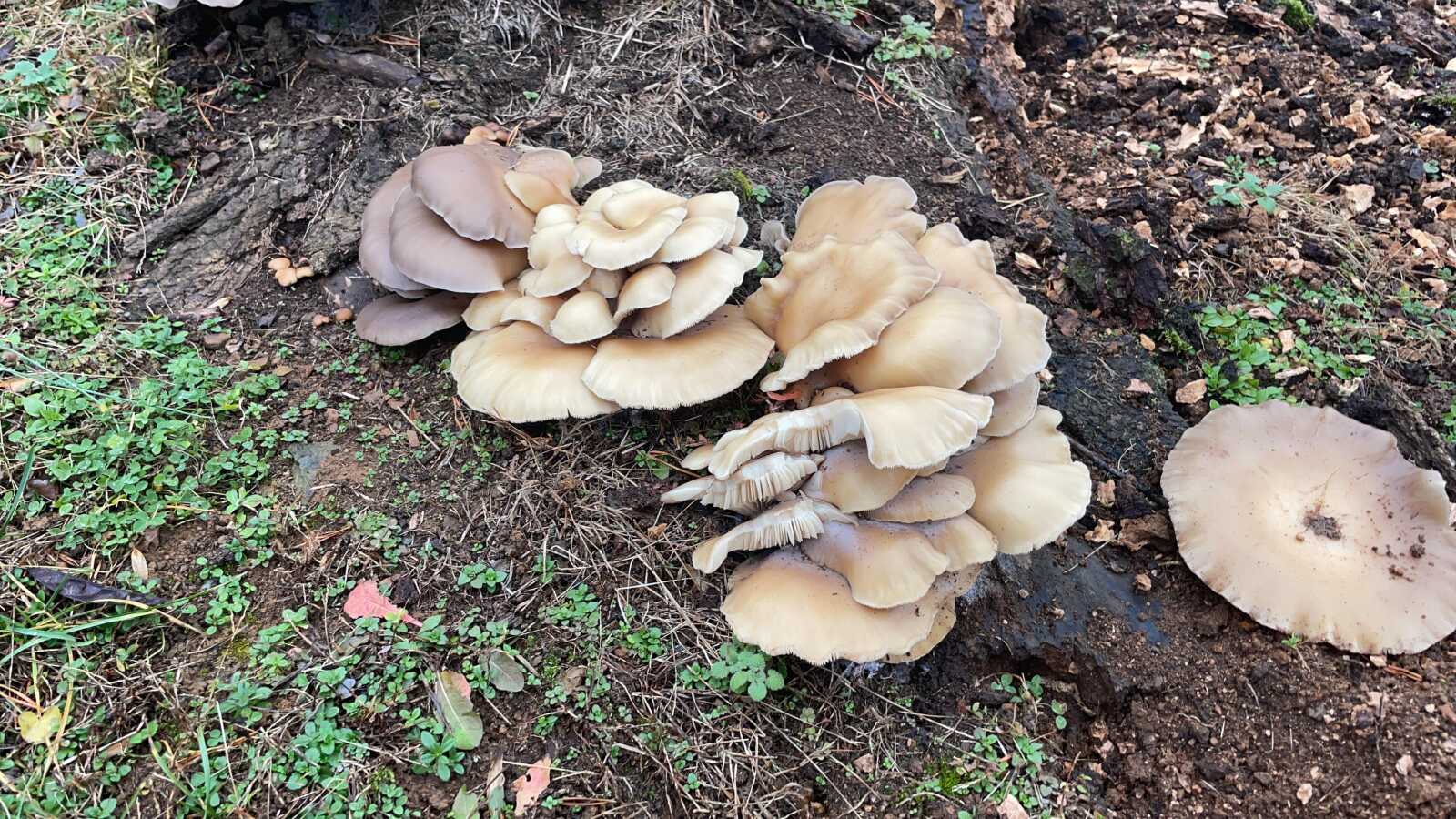 Captivating Where Can I Buy Oyster Mushrooms Landscape for Desktop Captivating Where Can I Buy Oyster Mushrooms Landscape for Desktop