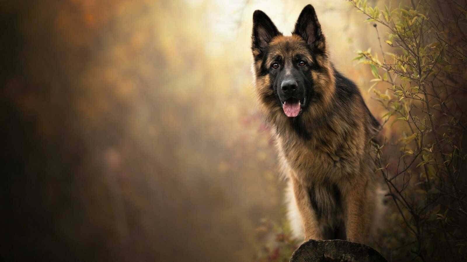 German Shepherd