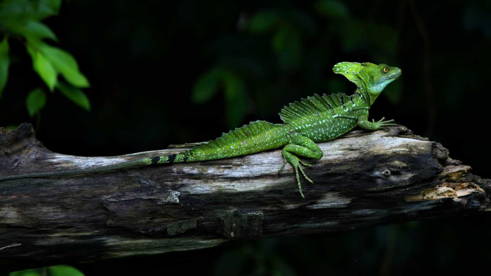 Lizard Wallpapers (56 images) - WallpaperCat