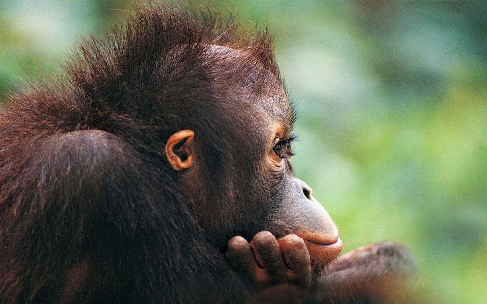 Chimpanzee Wallpapers (48 images) - WallpaperCat