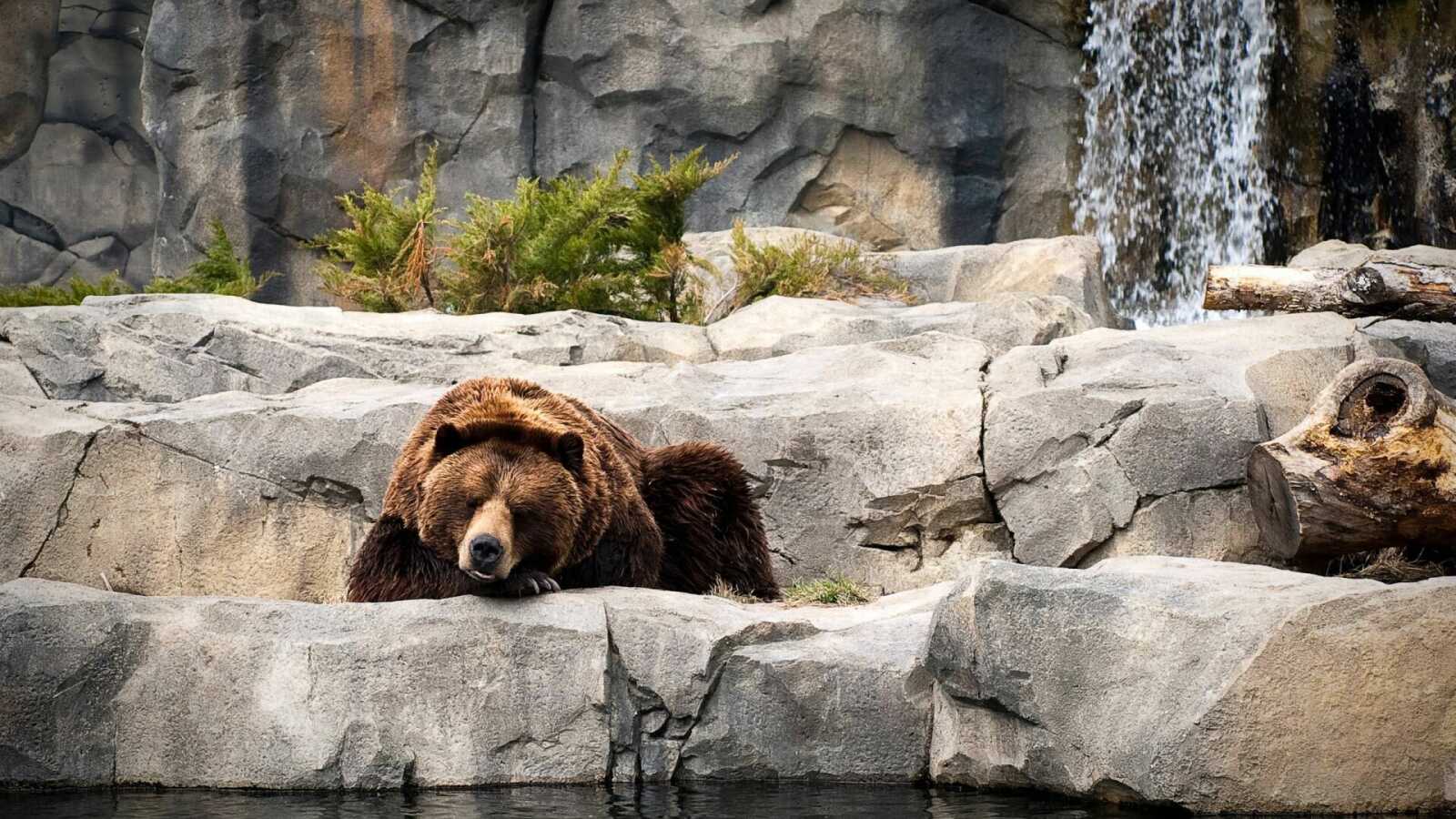 Grizzly Bear Resting