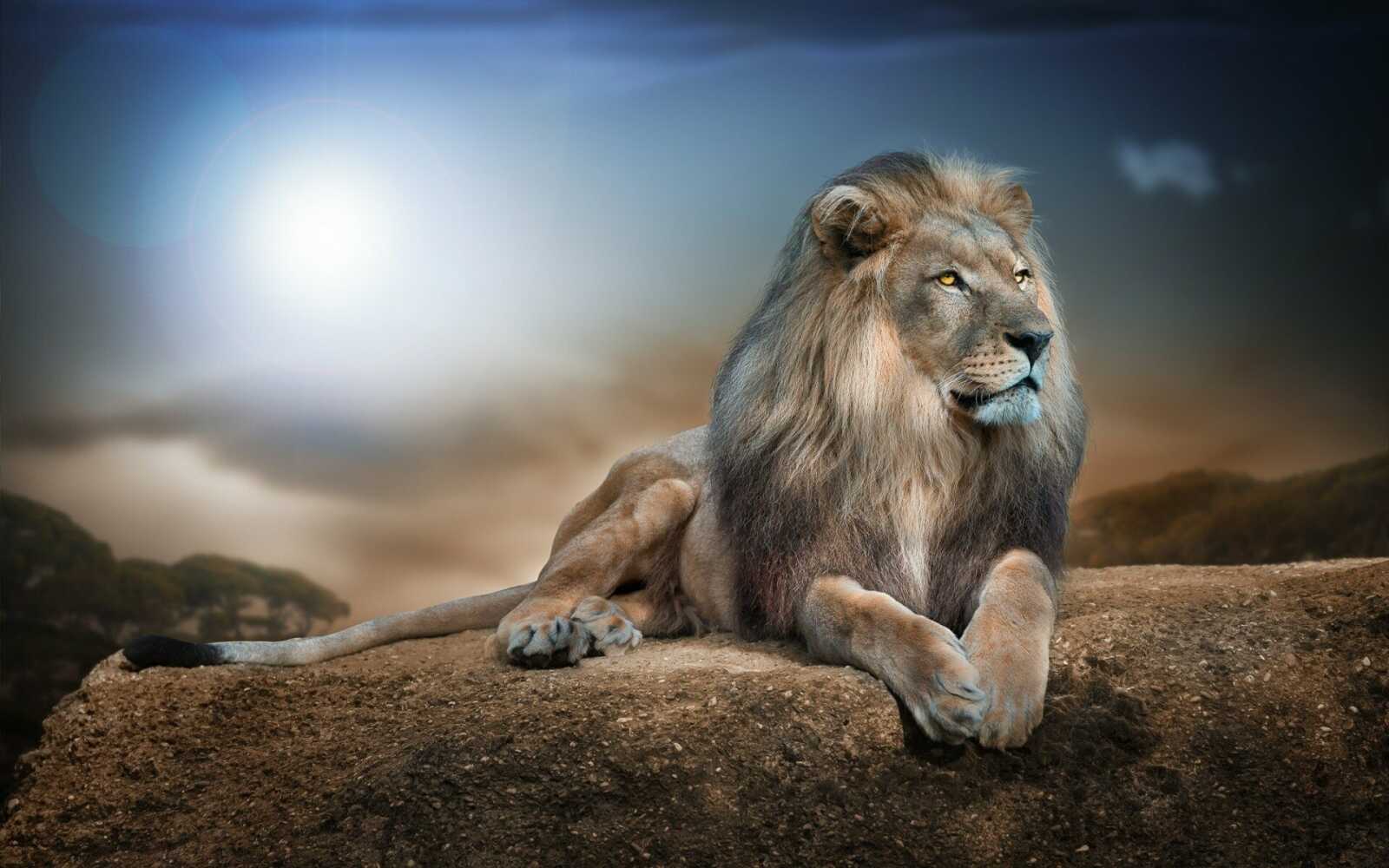 Male Lion Reclining