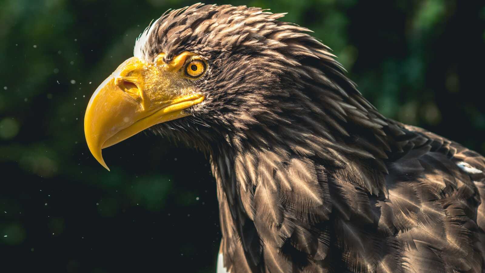 Sea Animals 4K Wallpapers Collection