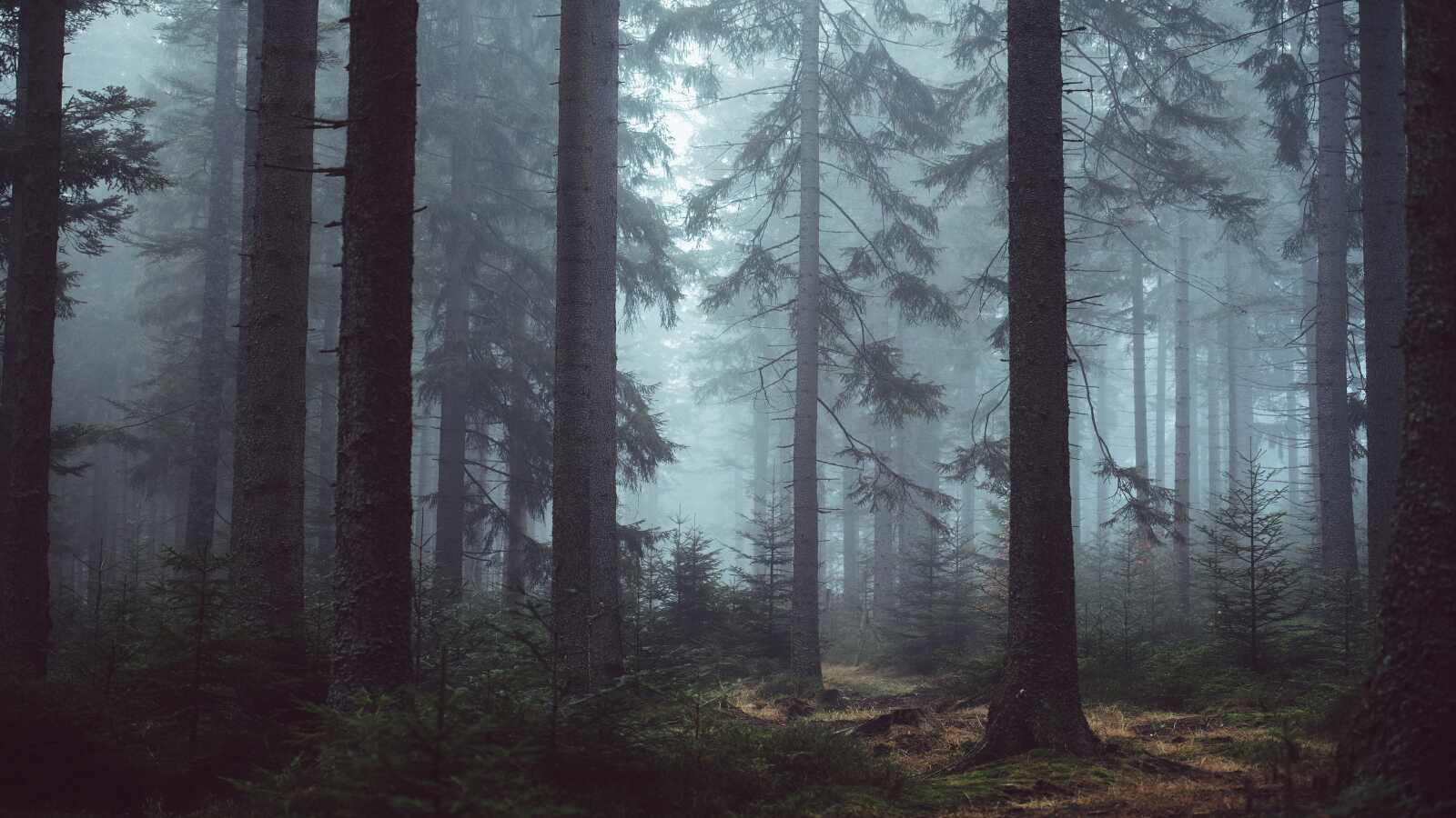 Pine Tree Wallpapers (80 images) - WallpaperCat
