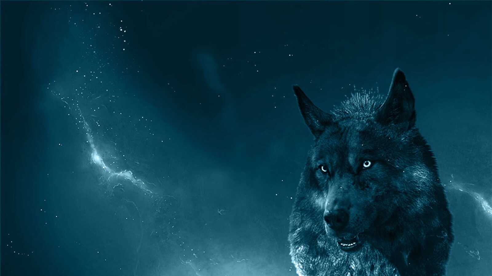 Dark Gray Wolf
