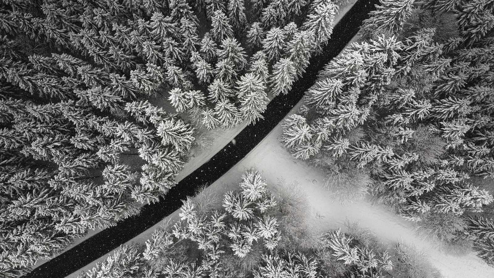 Pine Tree Wallpapers (80 images) - WallpaperCat
